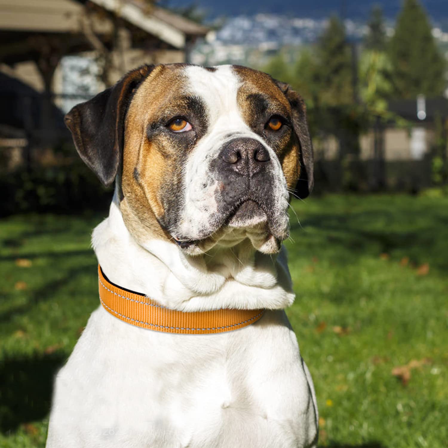 Joytale Reflective Dog Collar,Soft Neoprene Padded Breathable Nylon Pet Collar Adjustable For Large Dogs,Brown,L