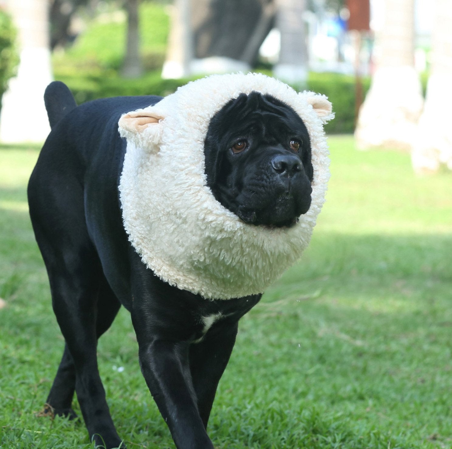 Onmygogo Funny Sheep Pet Costumes For Dog, Cute Furry Pet Wig For Halloween Christmas, Pet Clothing Accessories (Sheep, Size L)