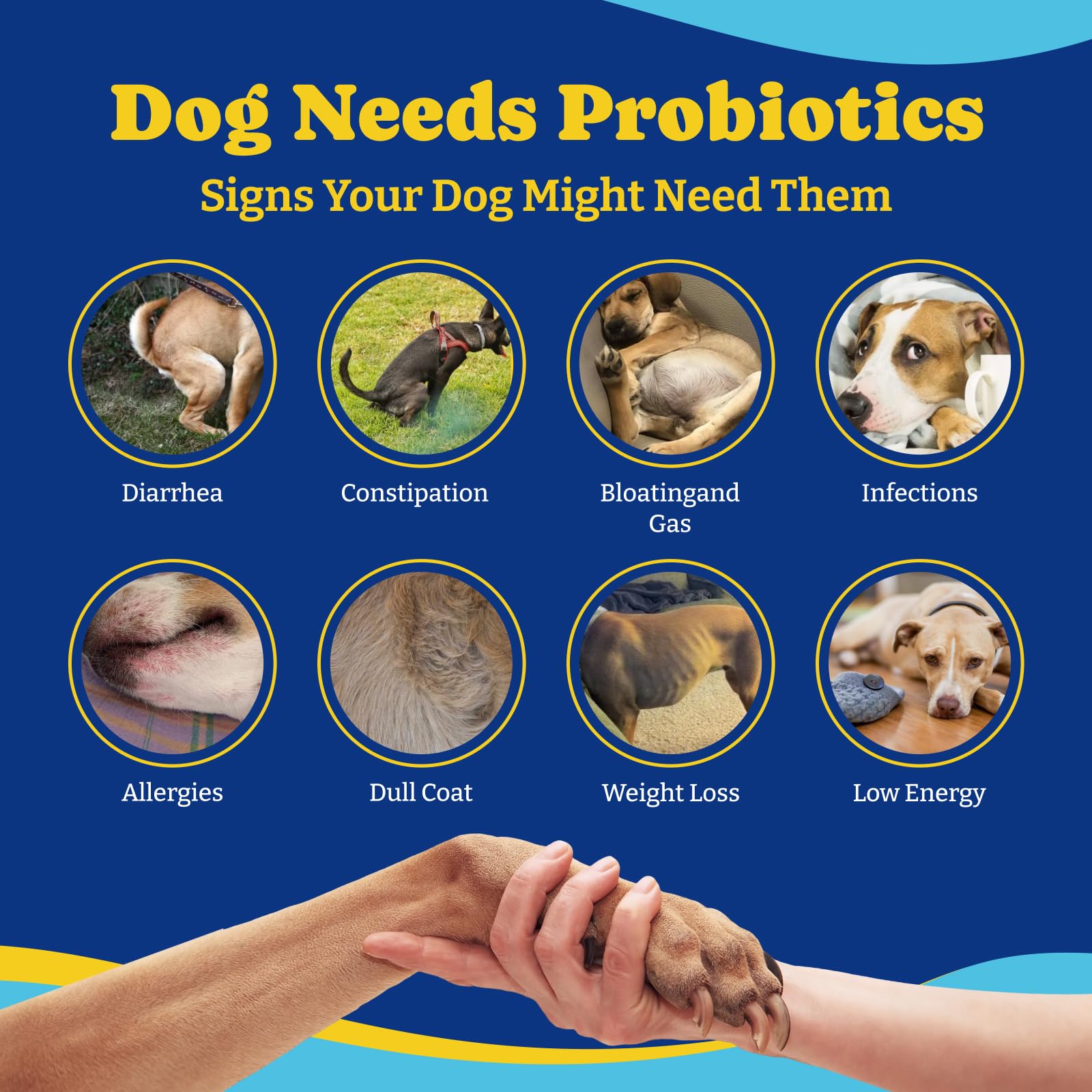 YoYoBay Probiotics for Dogs - Dog Probiotics for Gut, Immune & Skin Health - 6 Billion CFUs, 180 Soft Chews, Salmon & Blueberry