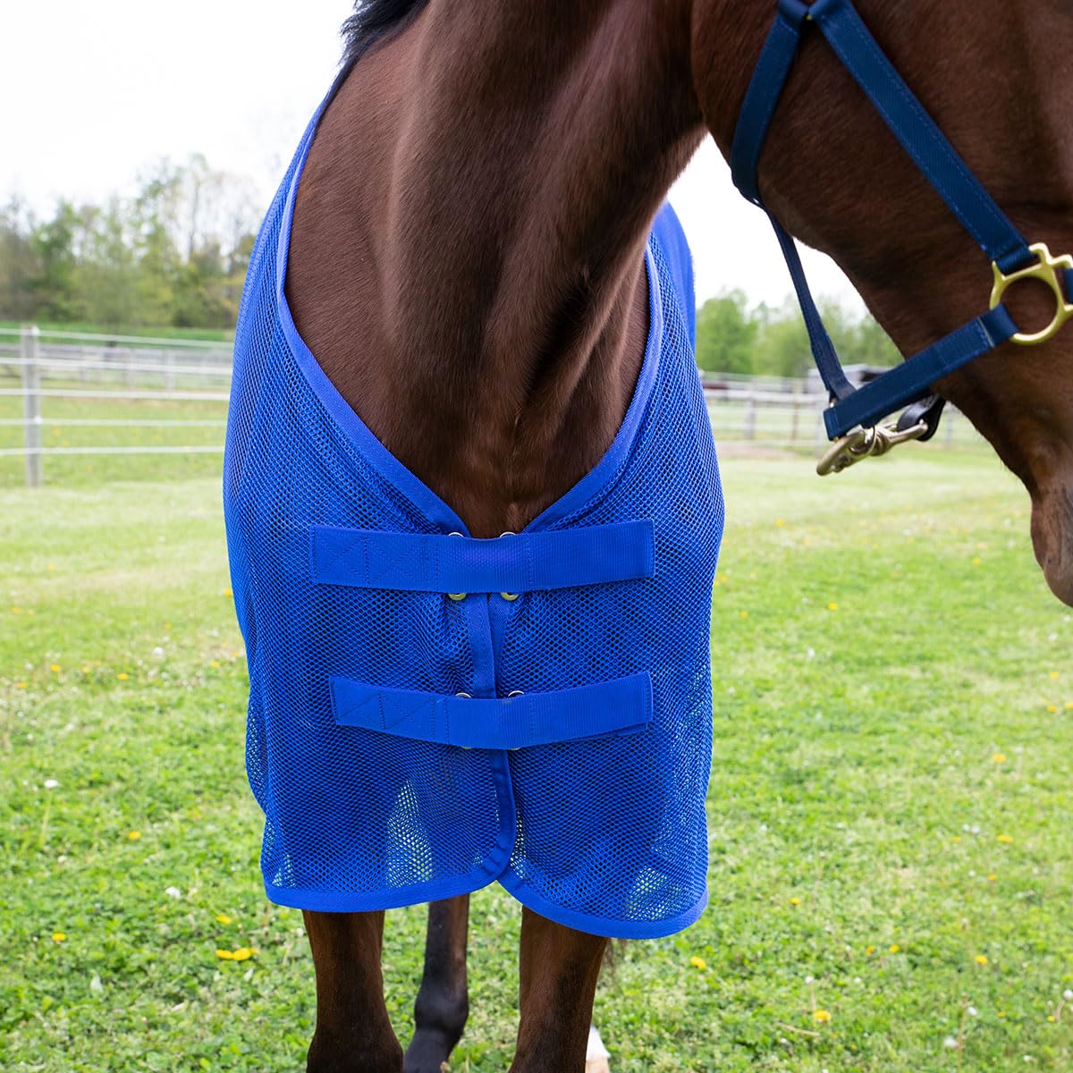 Country Pride Fitted Scrim Fly Sheet (Blue, Small 70-72'')