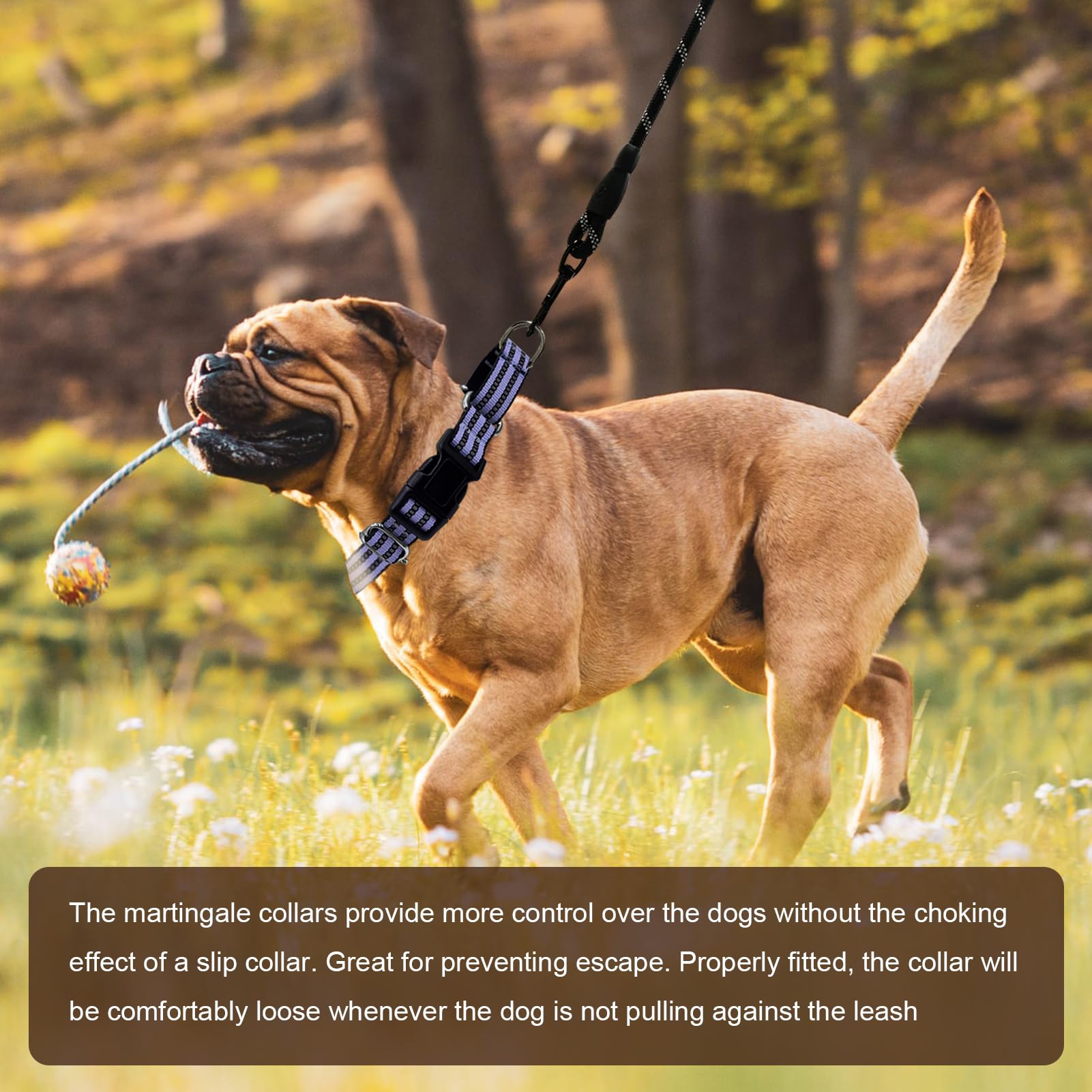 Hikiko Martingale Dog Collars Reflective Nylon Dog Collar With Quick Release Buckle Adjustable Training No Slip Dog Collar (Small, Lavender)