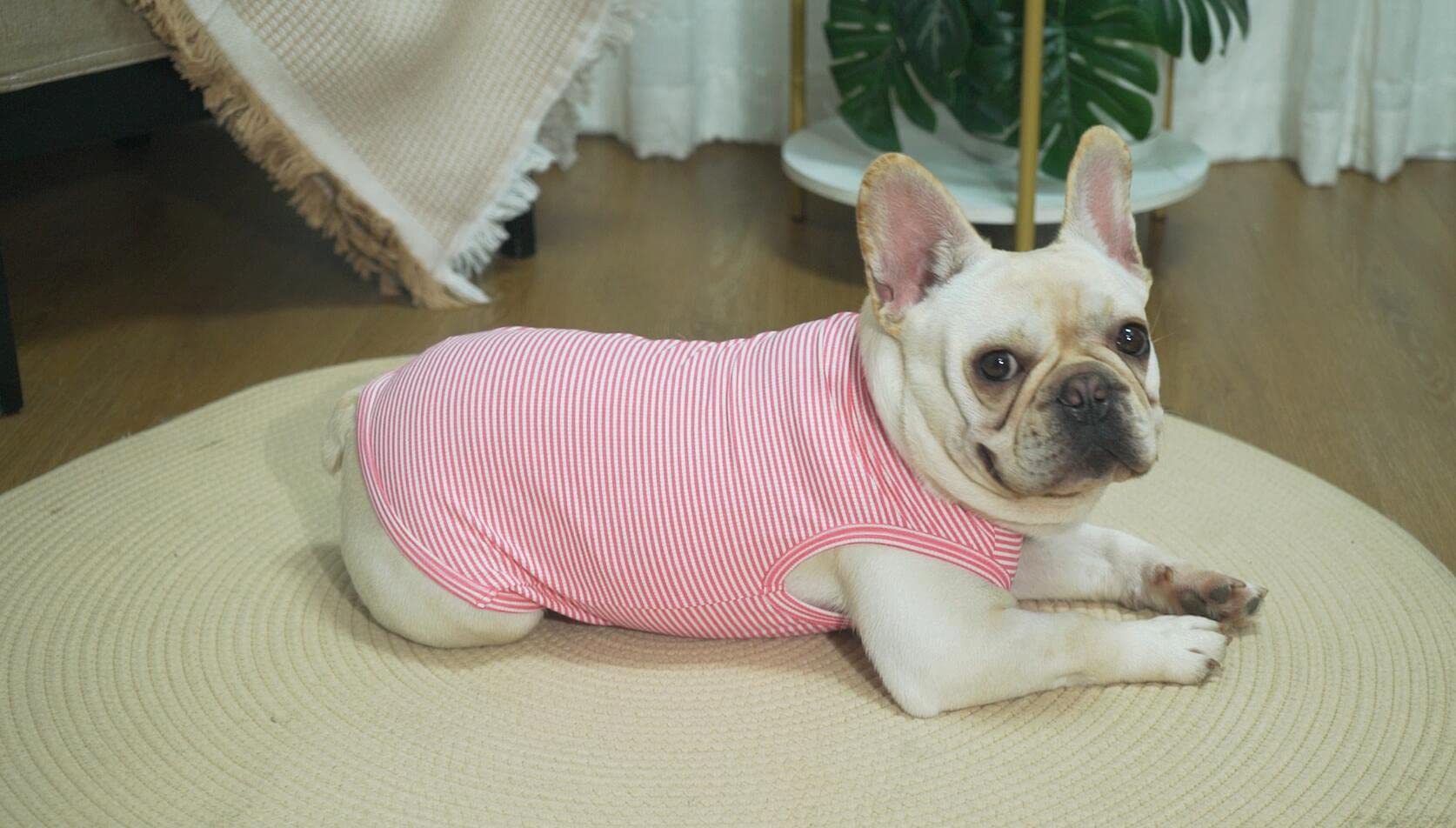 Sychien Dog Shirt,Combed Cotton T-Shirts,Soft Cool Boy Girl Tee For Large Dogs Bulldog,Pink Rose Striped L