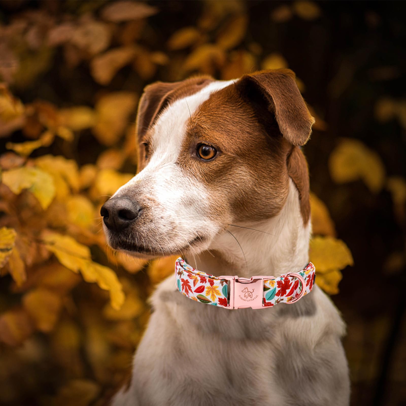 Elegant Little Tail Fall Dog Collar, Autumn Leaves Pet Collar Durable Dog Collars Male Or Female Holiday Pet Gift Adjustable Dog