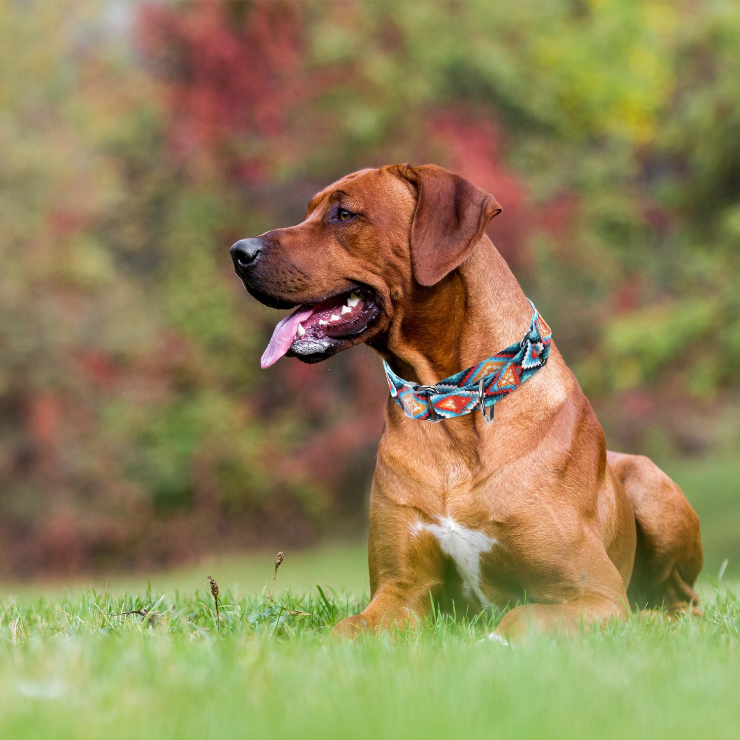 Martingale Collar For Dogs Adjustable Heavy Duty Training Collars With Blue African Tribal Mexican Native Boho Pattern, No Slip