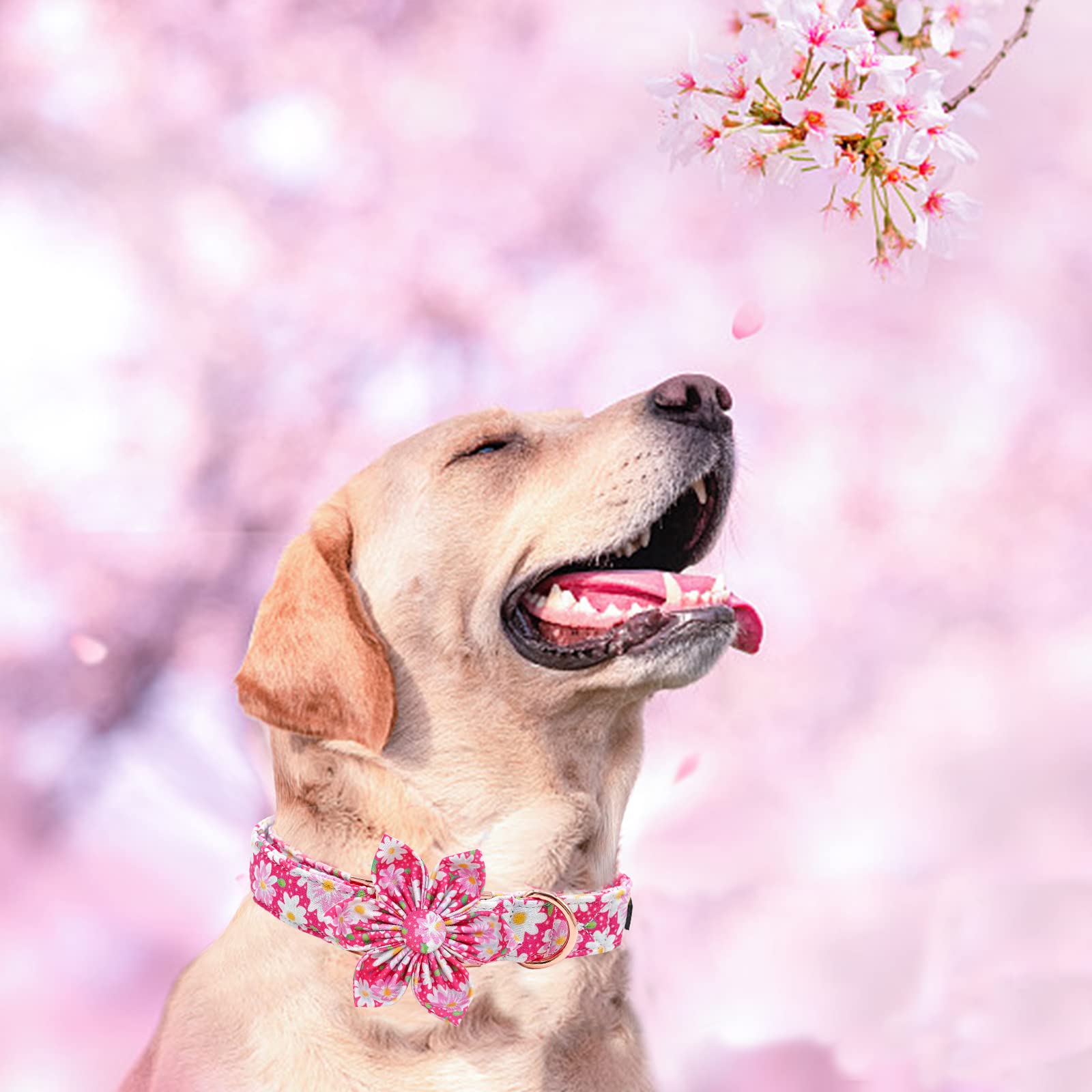Elegant little tail Dog Collar with Flower, Dog Collar Flowers Pink Floral Girl Dog Collar Pet Gift Adjustable Dog Collar for La