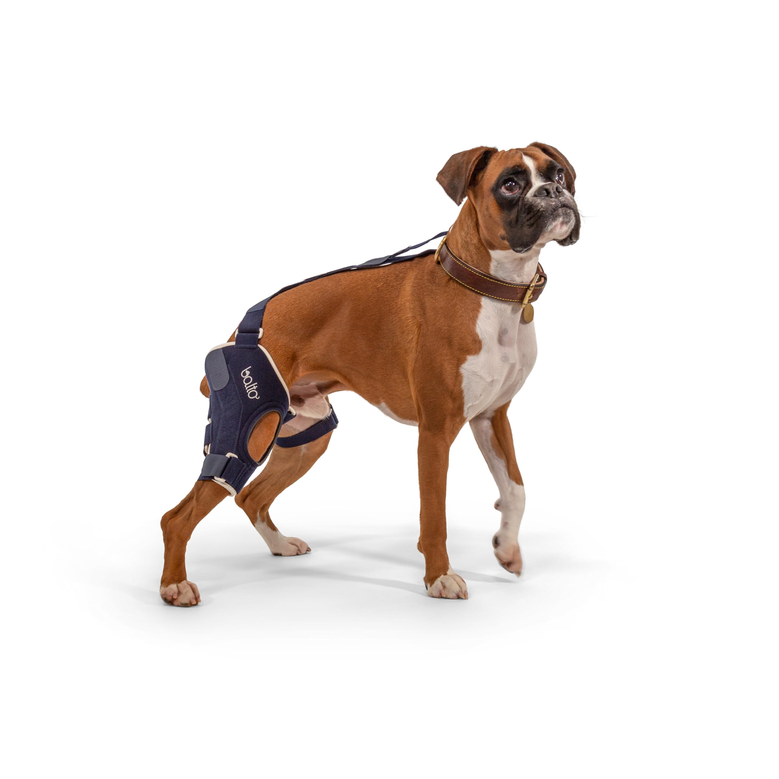 Balto Jump CCL Brace - Dog Knee Brace with Aluminum Splints - Pre/Post Surgery Support Helps Prevent New Injuries - Right Leg, E
