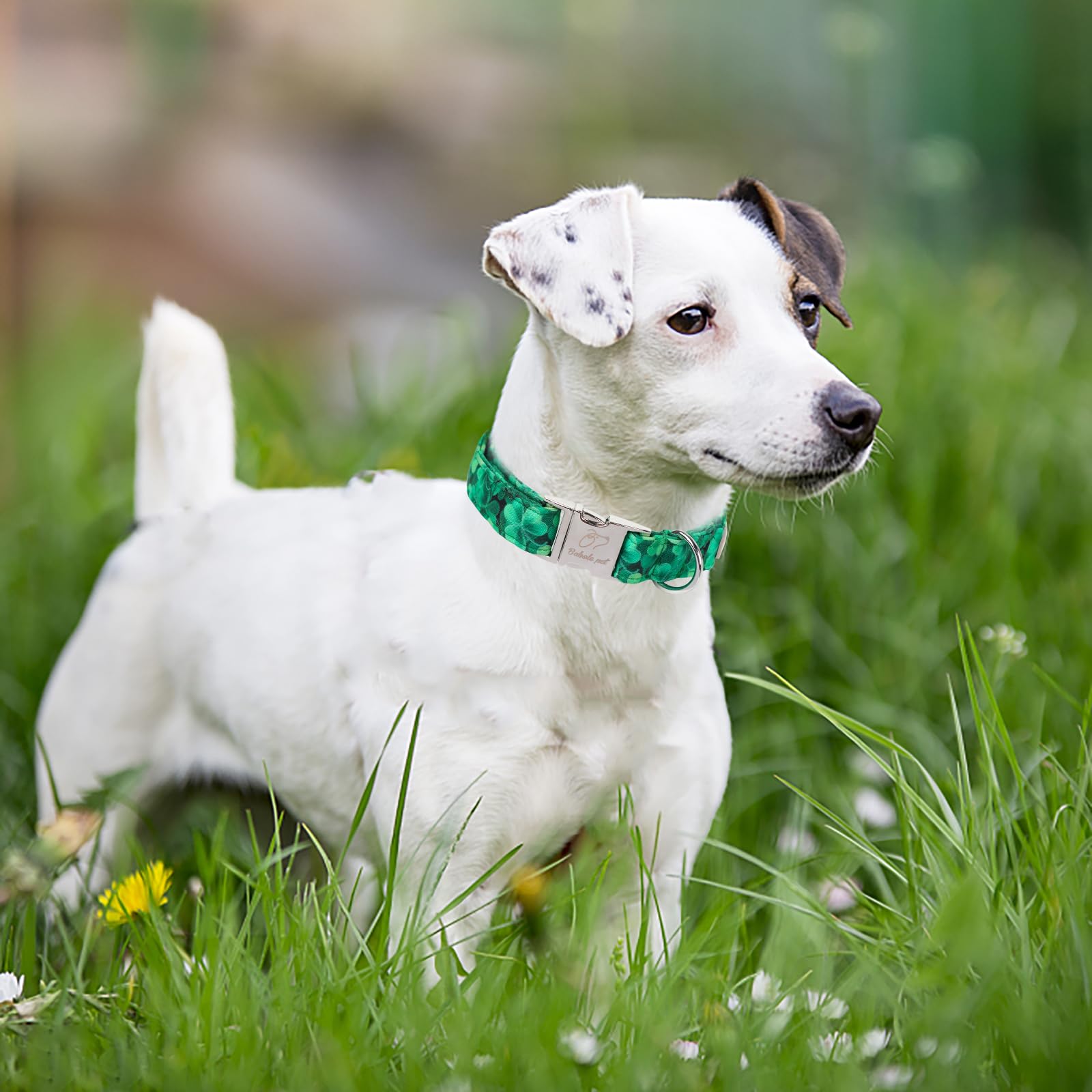 Babole Pet St Patricks Day Dog Collar, Green Shamrock Pet Collar With Metal Buckel, Durable Adjustable Holiday Dog Collars For S