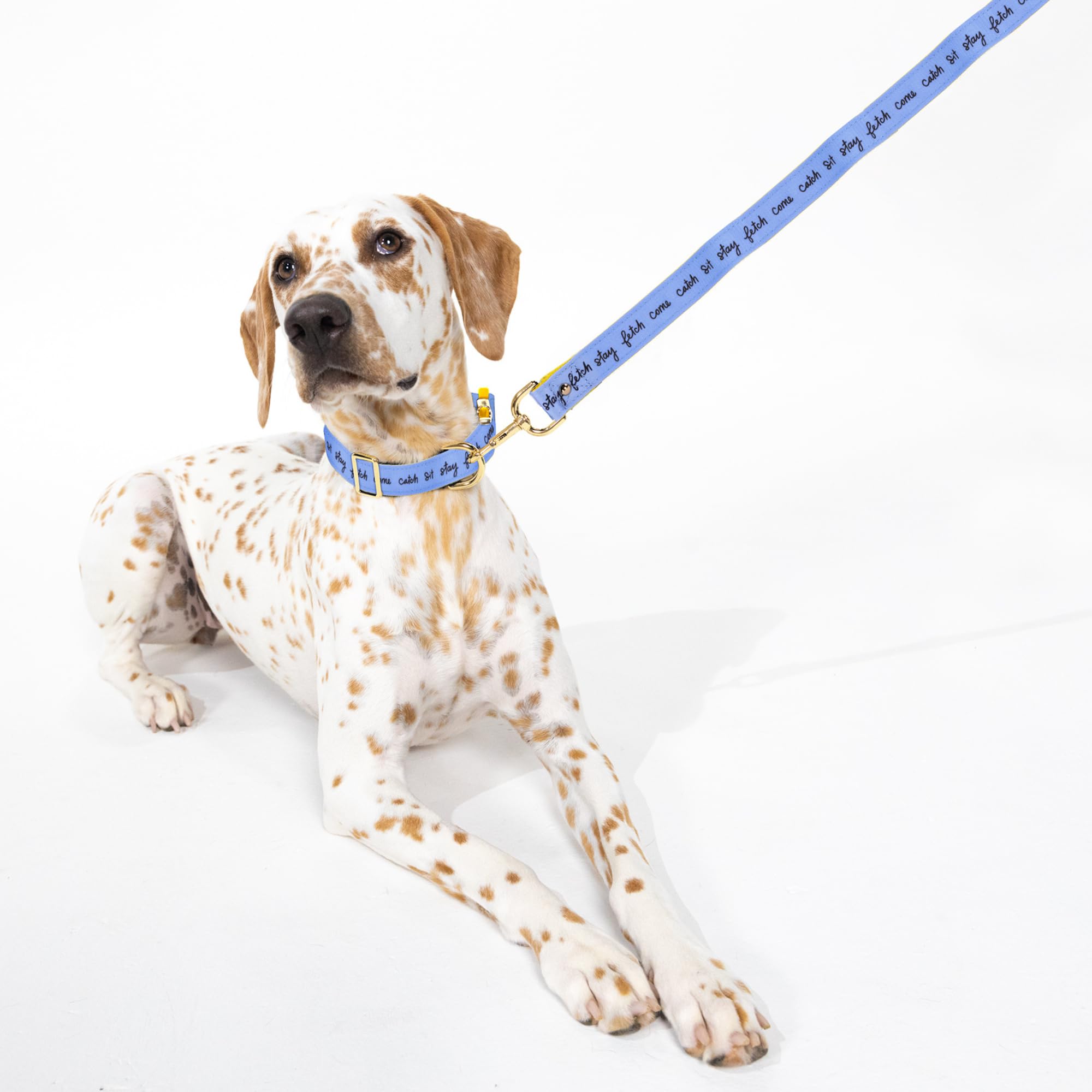 Kate Spade New York Cute Dog Collar With Gold Metal Details & Plastic Buckle, 15' To 22    Adjustable Dog Collar For Female Or