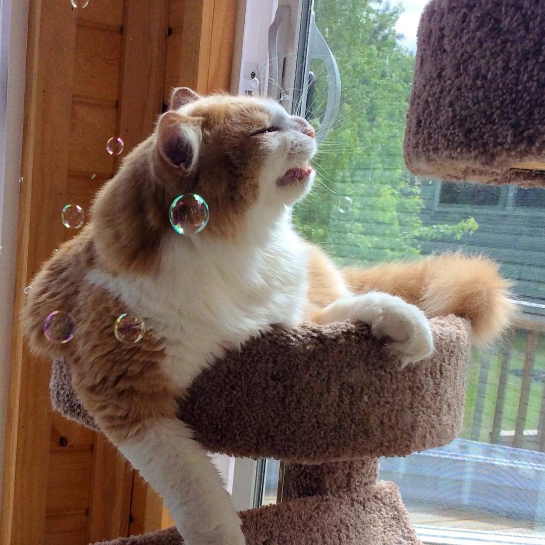 Pet Qwerks Incredibubbles Interactive Cat Toys - Long Lasting Edible Bubbles For Cats - Catnip Flavor - 20 Ml