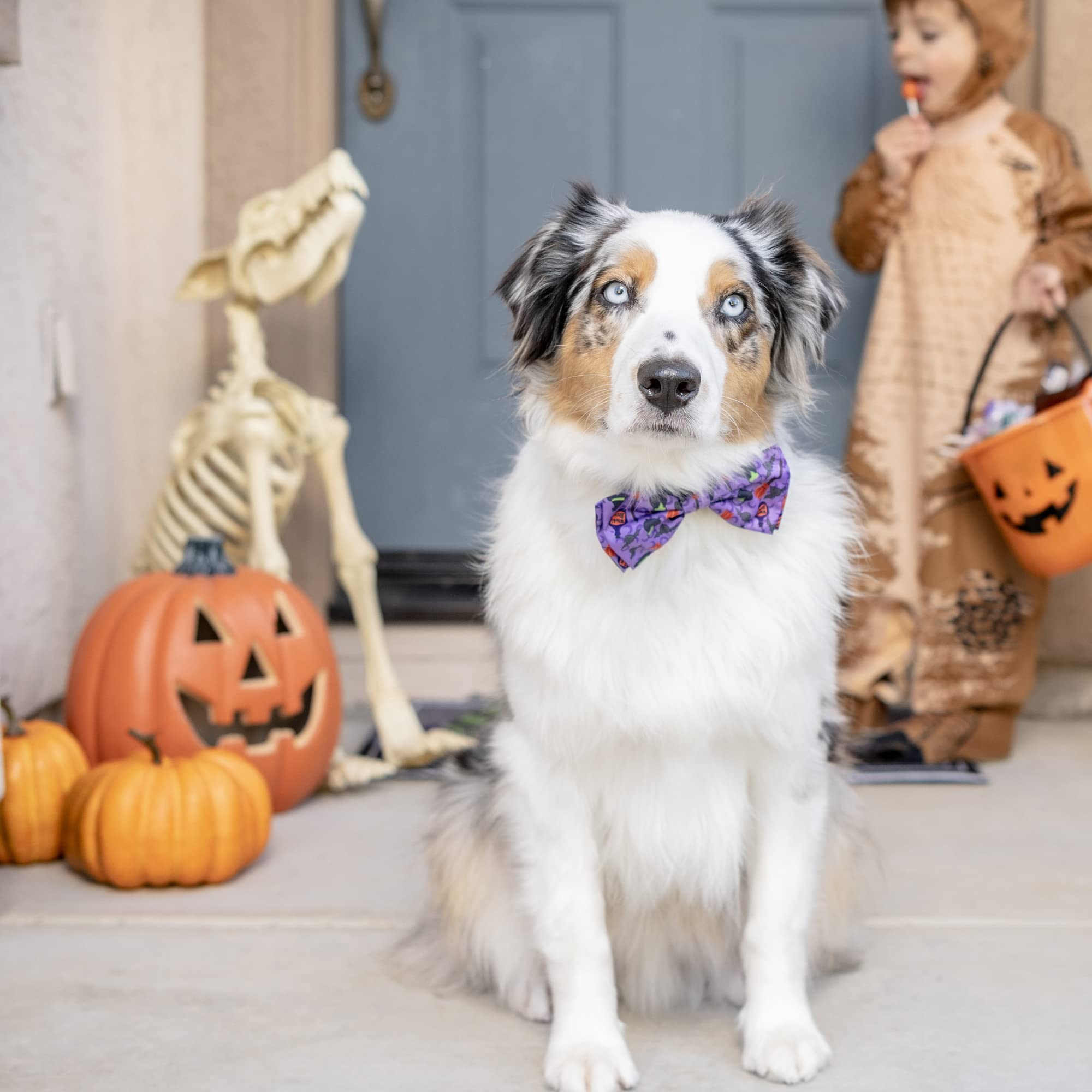 Huxley & Kent Bow Tie For Pets | Witch'S Brew (Large) | Halloween Bow Tie Collar Attachment | Fun Bow Ties For Dogs & Cats | Cute, Comfortable, And Durable | H&K Bow Tie
