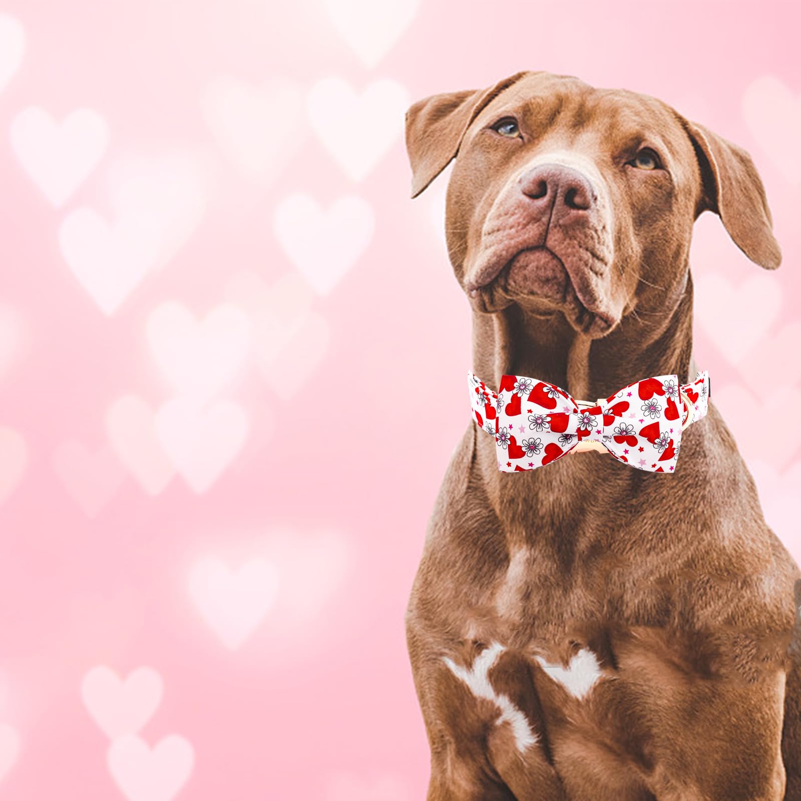 Elegant little tail Valentine's Dog Collar, Cute Pink Heart Dog Collar for Small Dogs, Puppy Collar Female or Male Adjustable Co
