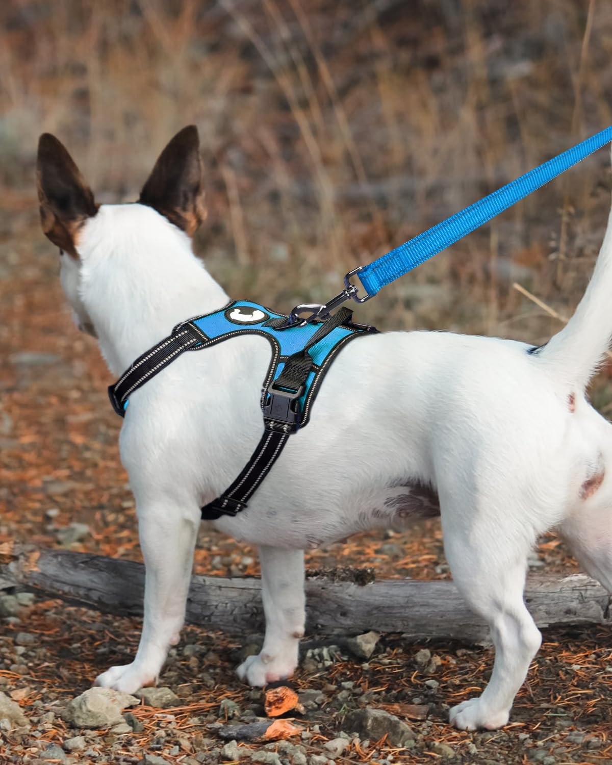 Joytale Double-Sided Reflective Dog Leash, 6 Ft/5 Ft/4 Ft, Padded Handle Nylon Dogs Leashes For Small & Medium Dogs Walking, Sky Blue, 5Ft