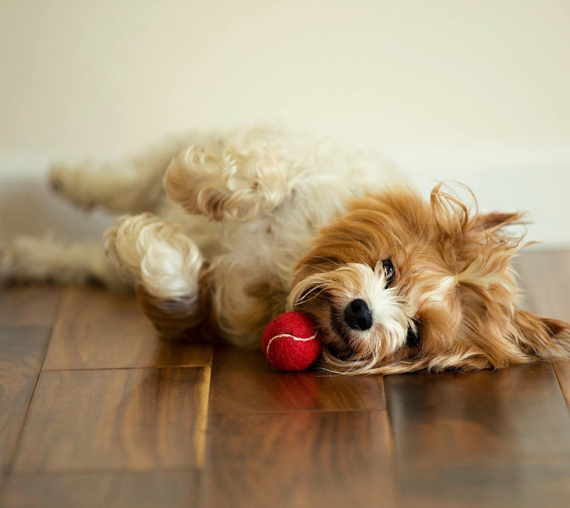Midlee Mini Dog Tennis Balls, Red, 1.5' 12-Pack- Fetch Ball Laucher Pet Small Tennis Balls