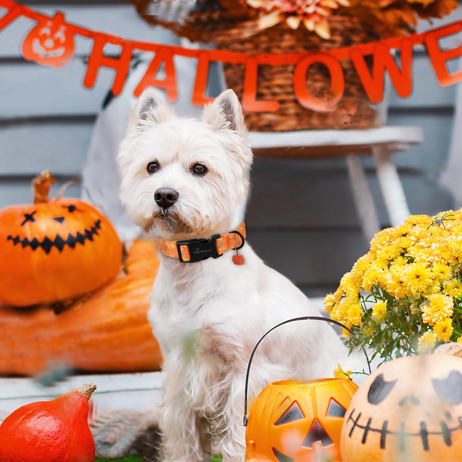 Aring Pet Halloween Dog Collar-Cute Pumpkin Dog Collars, Adjustable Halloween Pumpkin Pet Collars Puppy Collar With Quick Releas