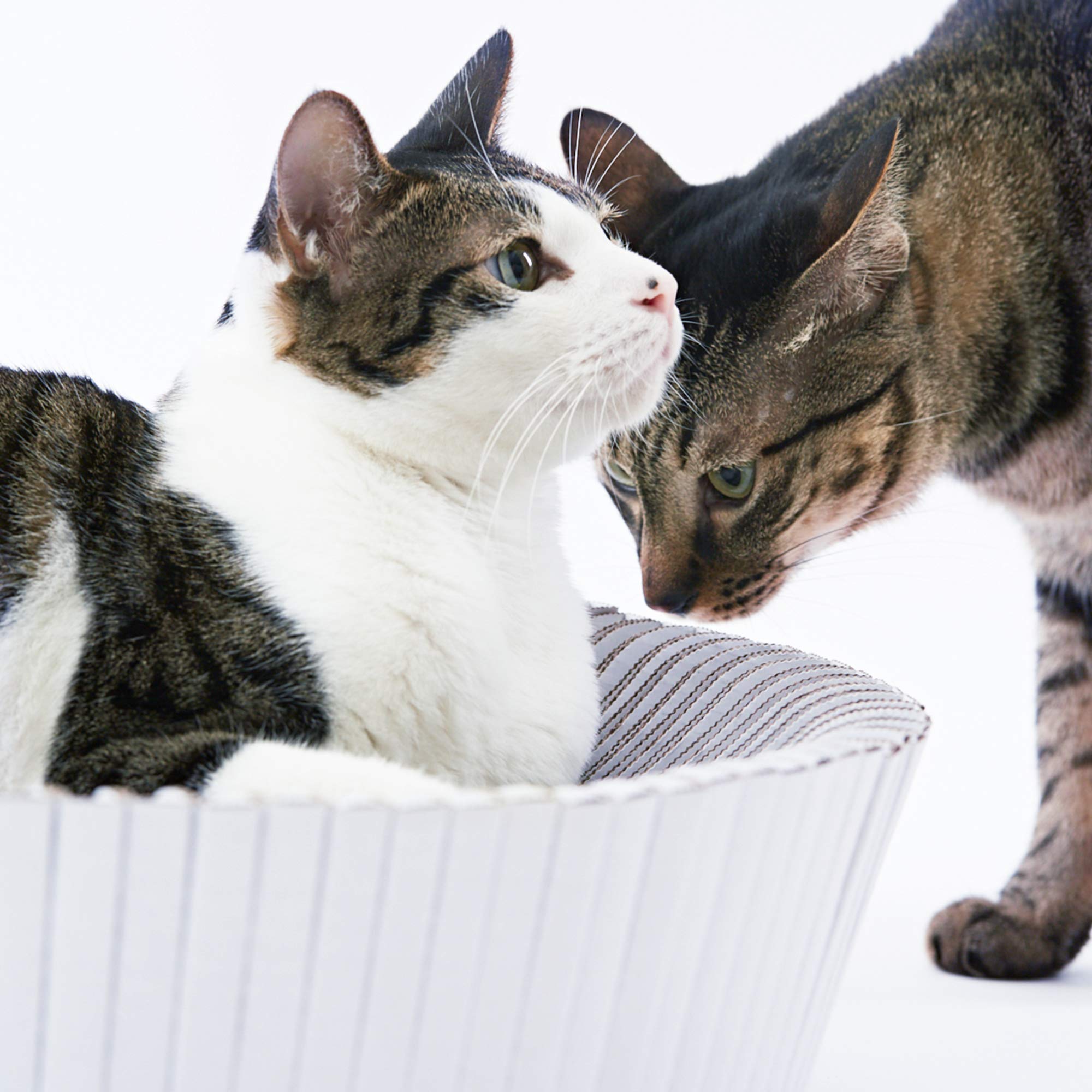 Katris Nest Cat Scratcher Lounge Bed (Pearl White Assembled Bundle)