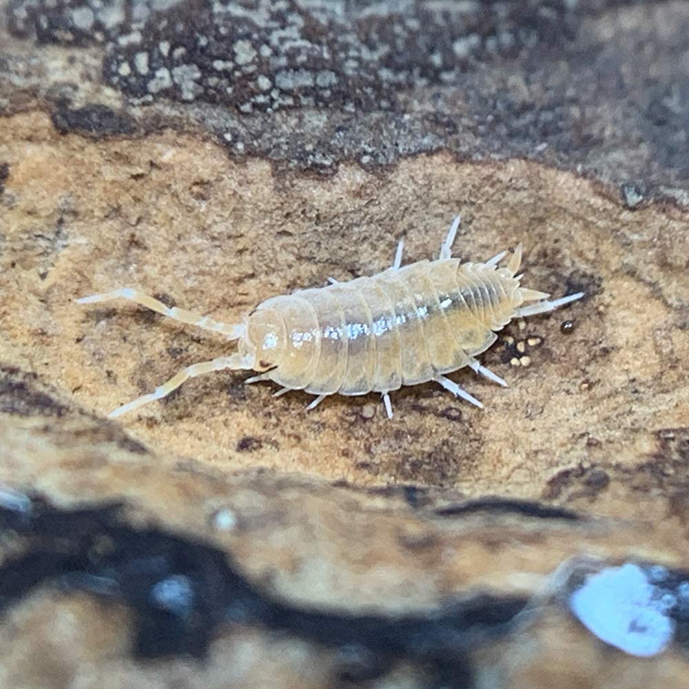 Xyzreptiles Live Insects Powder Orange Isopods For Sale Cleanup Crew For Terrarium Reptile Bedding And Snake Bedding Porcellio P