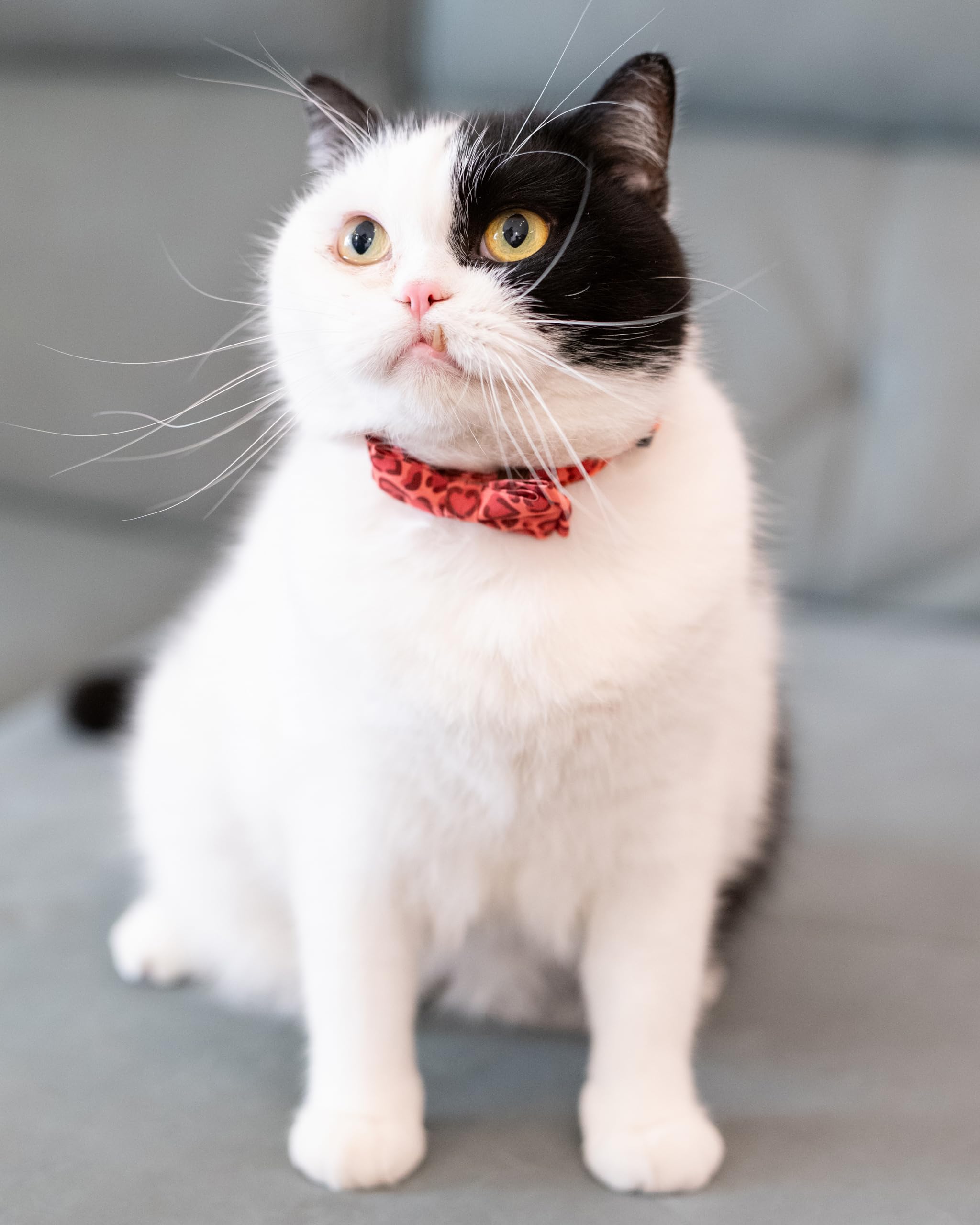 Gyapet Cat Collar With Bowtie Bell Safety Breakaway Kitten 7-11In Dot Colorful Adjustable Love-Red Hearts