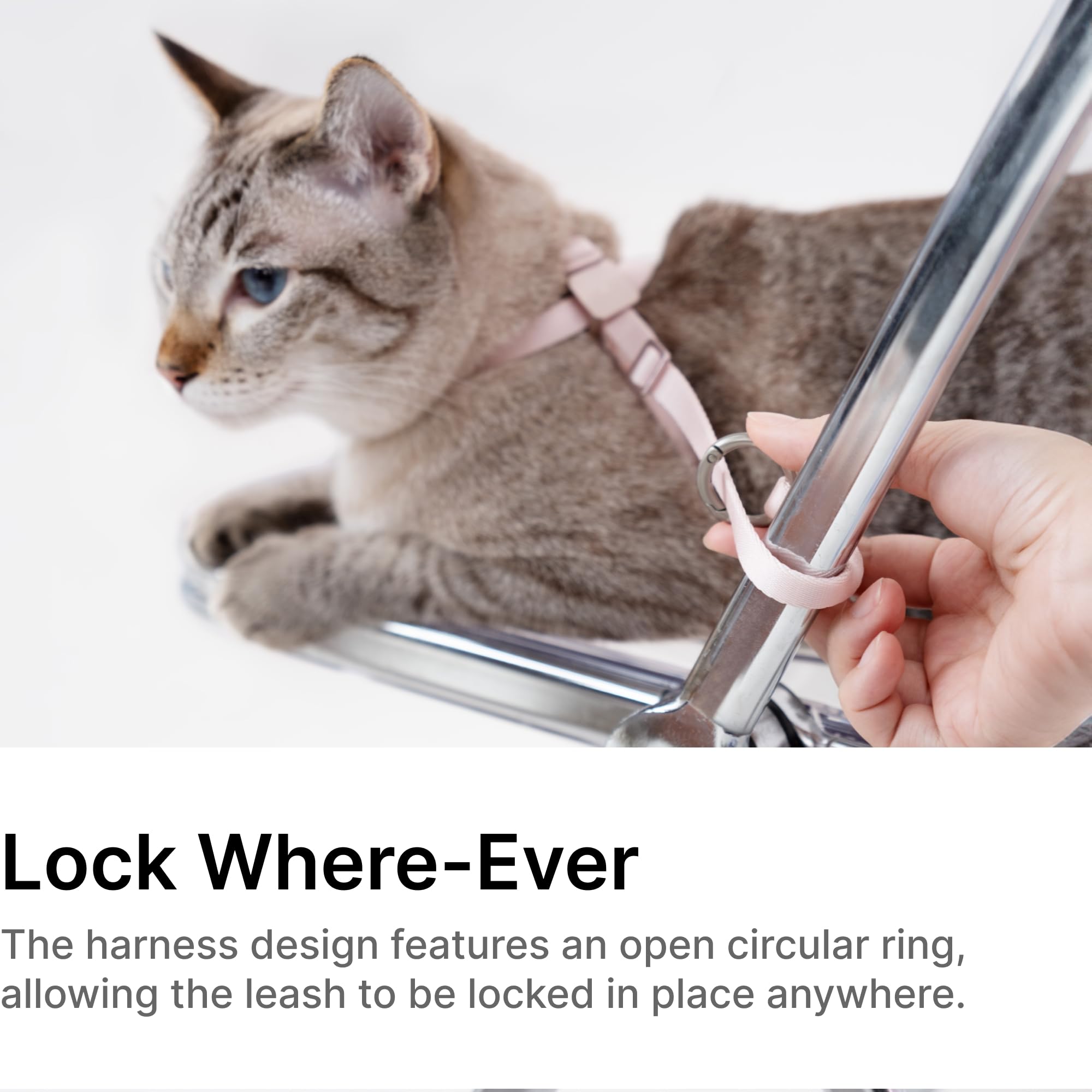 Buddyarmor Cat Harness Escape-Proof Anti-Choking Adjustable Nylon Harness Lightweight With Anodized Aluminum Buckle, Ideal For C