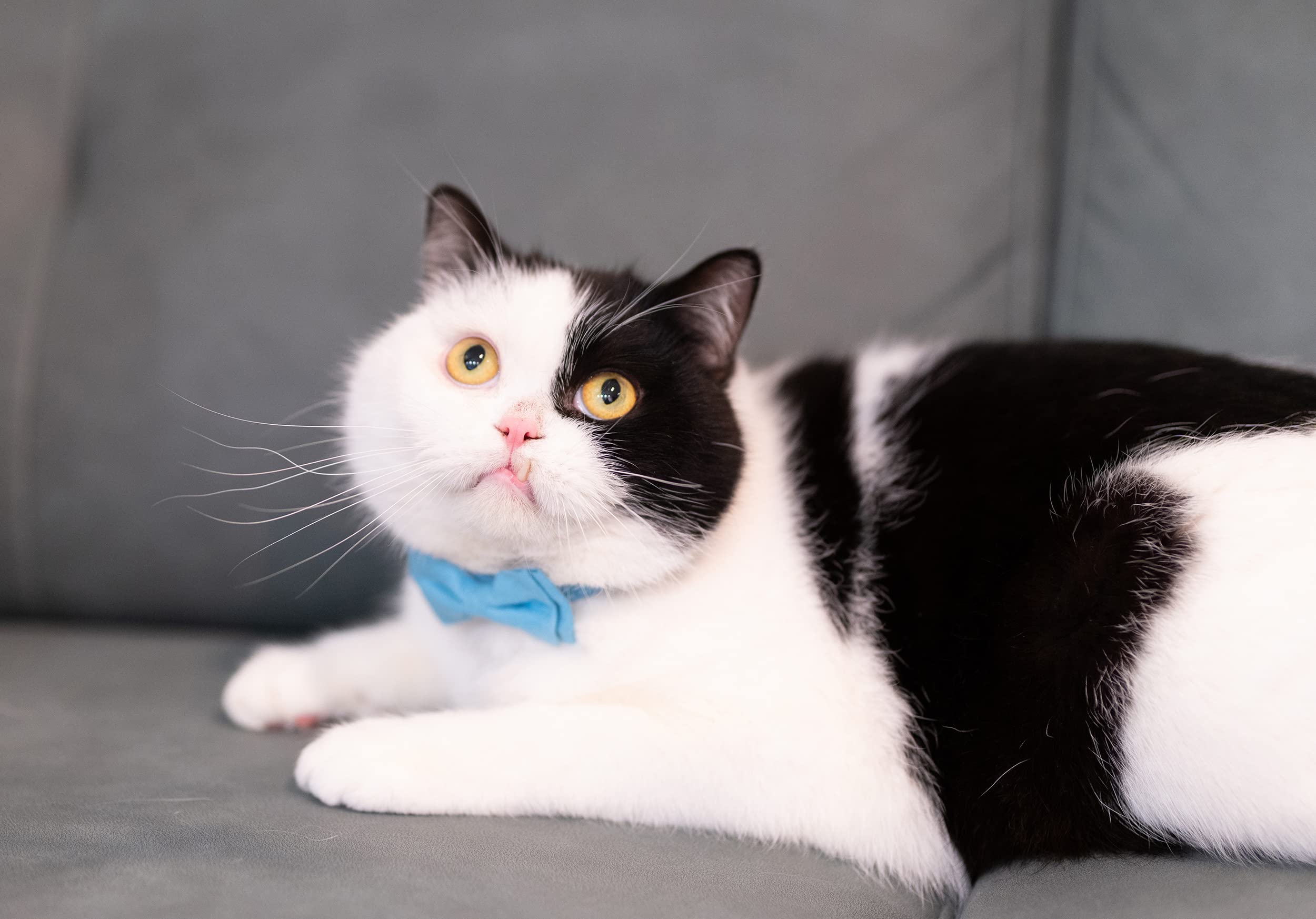 Gyapet Cat Collar Breakaway Bowtie Safety With Bell Adjustbale Kitten Puppy Solid Plaid Color Set J-[2Pcs] Blue