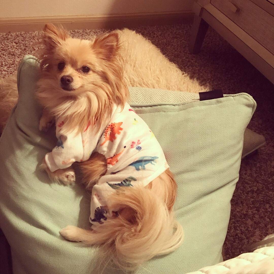 Cutebone Dinosaur Dog Pajamas Adorable Puppy Clothes Jumpsuit Pjs Pet Apparel Soft Fleece Cat Coat, Small P01S