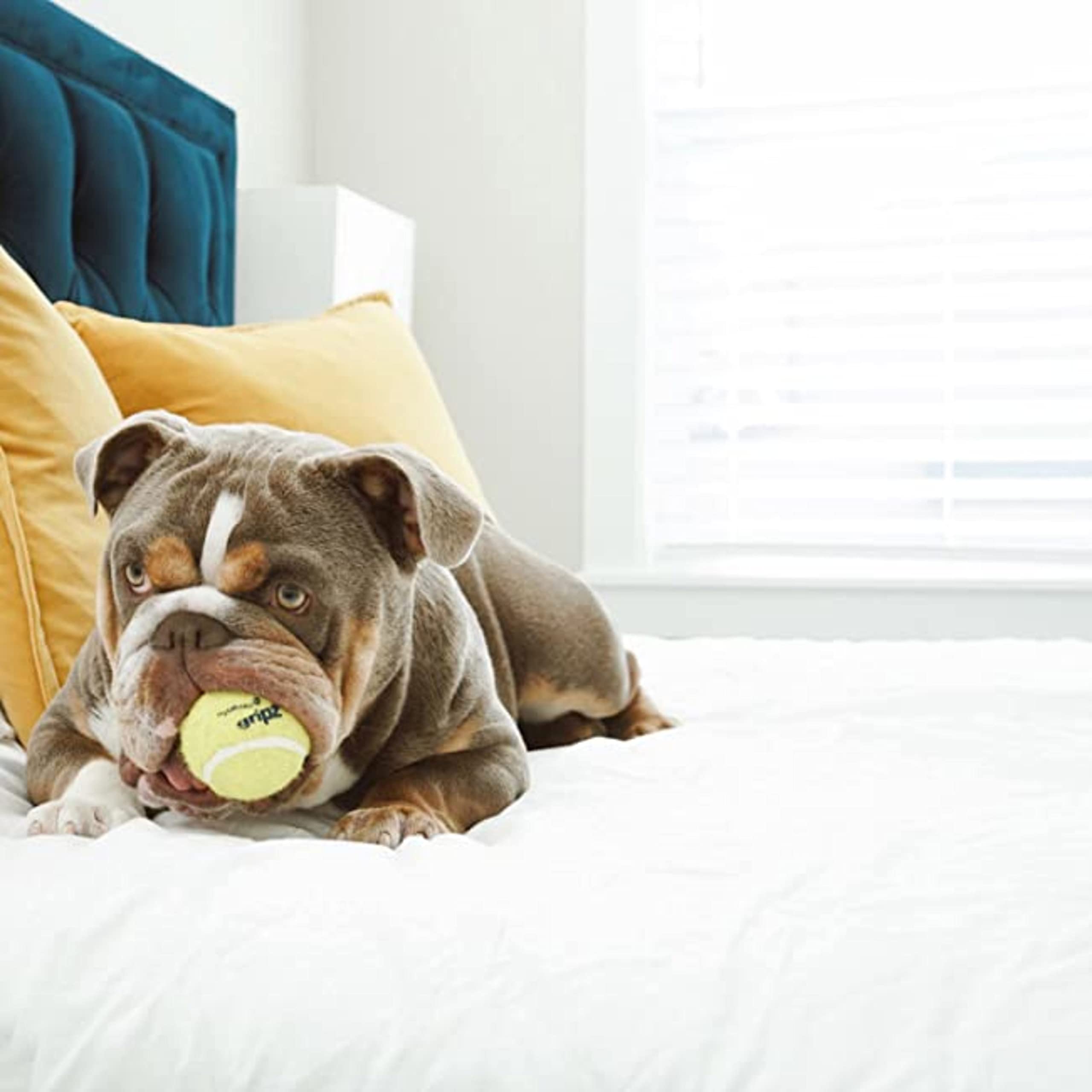 Nylabone Power Play Tennis Gripz Fetch Toy, Squeaky Tennis Ball Chew Toy For Dogs, Medium (3 Count)