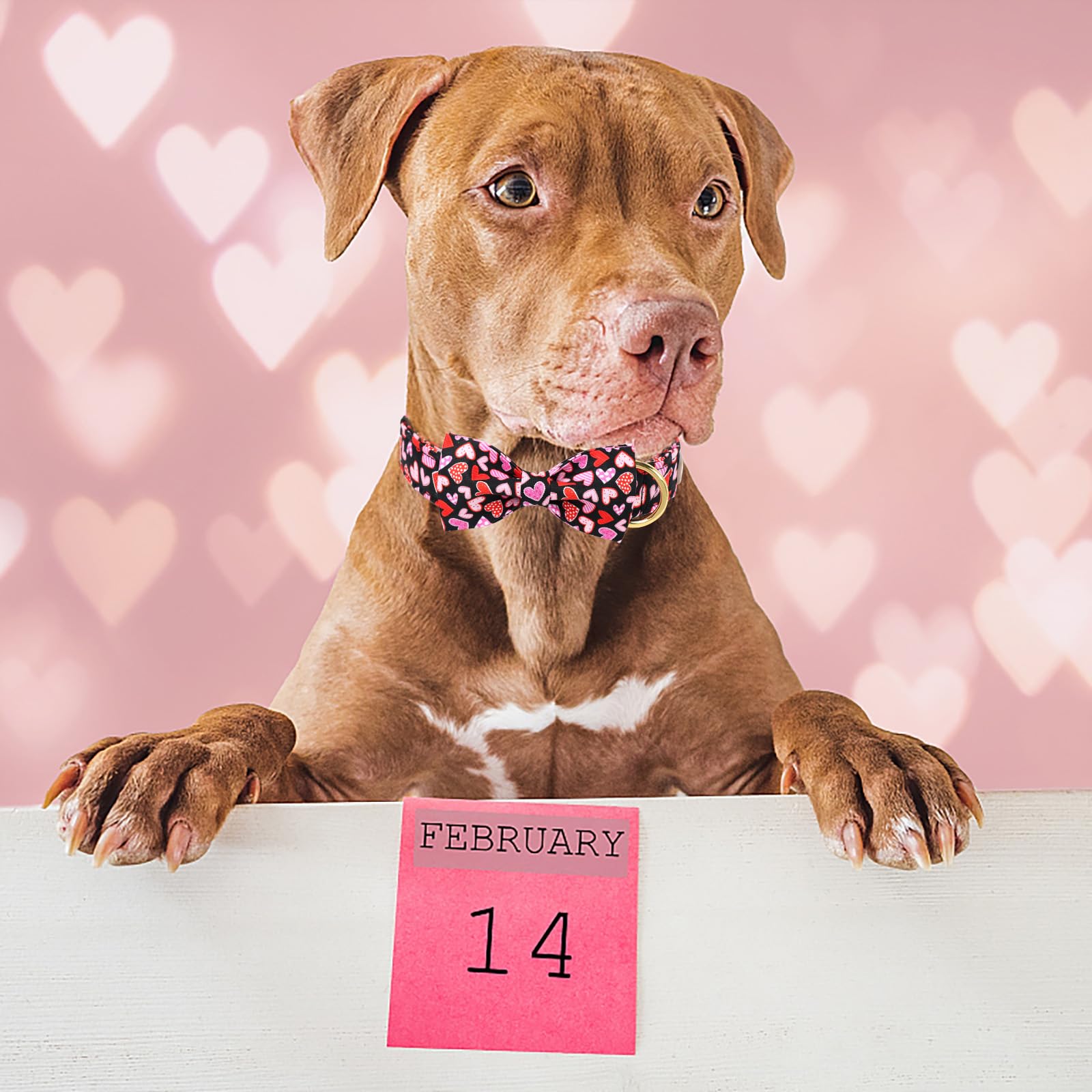 Babole Pet Valentines Dog Collar with Bow Tie,Colorful Love Heart Valentine Dog Collars with Safety Metal Buckle Adjustable Pupp
