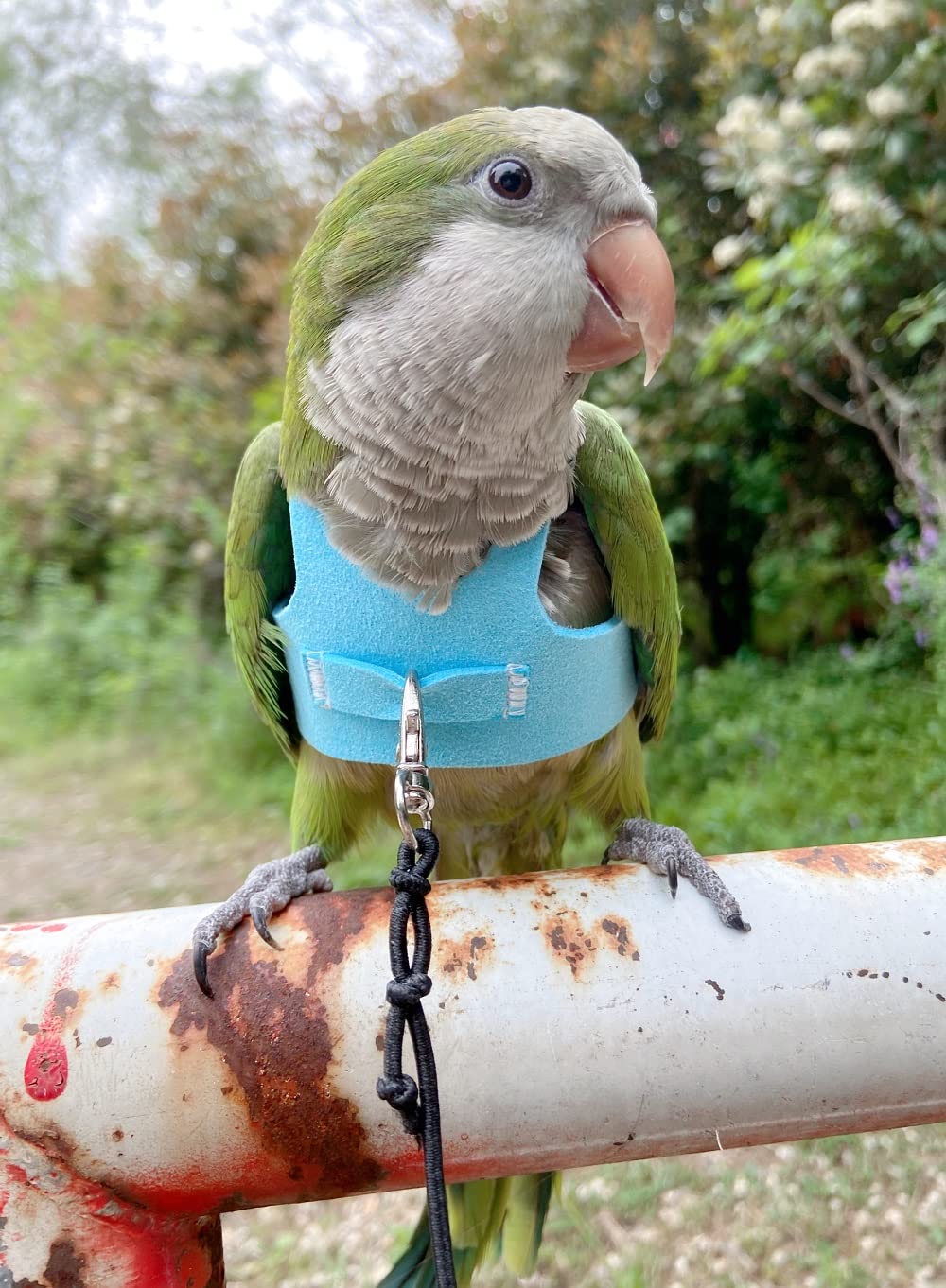 Hezhuo Bird Flight Harness Vest, Parrot Suit With Leash For Parakeets Cockatiels Conures Budgies, Flying Clothes Rope And Handle Outdoor Activities Training, Anti Bite (2M, Blue)