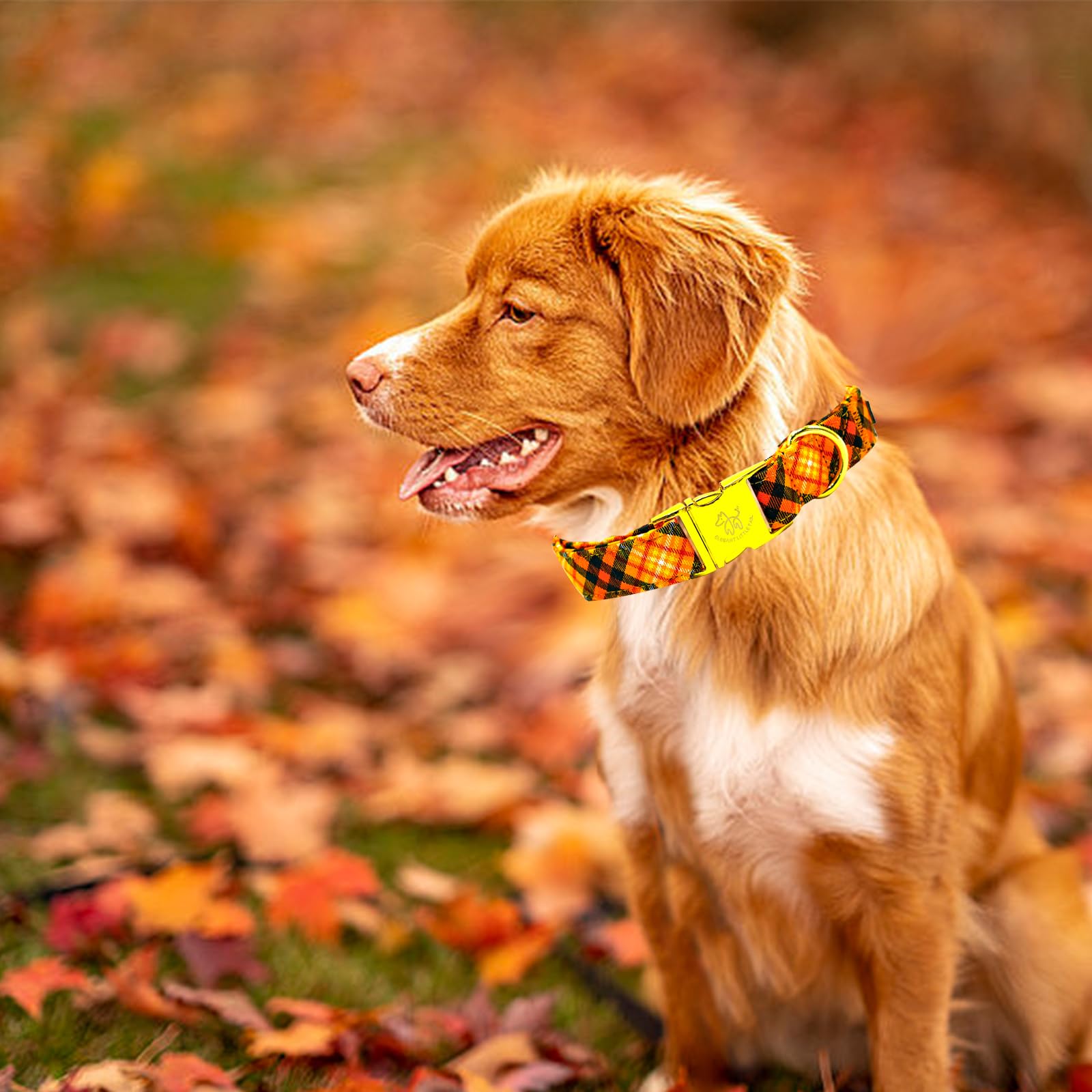 Elegant Little Tail Orange Plaid Cotton Dog Collar With Metal Buckle For Small Dogs