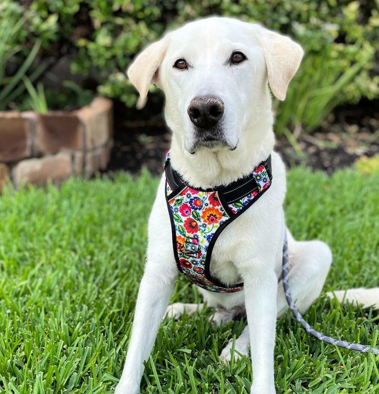 Lucky Love Dog No Pull Dog Harness, Adjustable and Easy to Walk, Cute Patterned Harness for Small Medium Large Male & Female Dog
