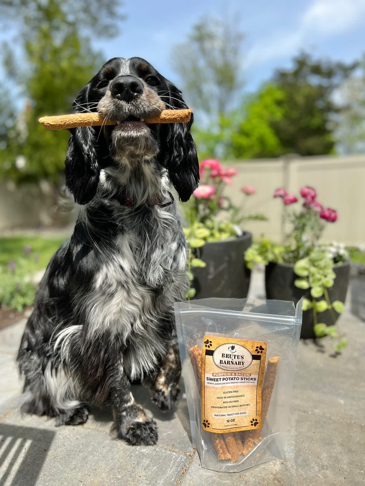 BRUTUS & BARNABY USA Sweet Potato Dog Treats - Grain Free, Pumpkin Bacon Crunchy Sticks - Great Tasting, Promotes Positive Dog G