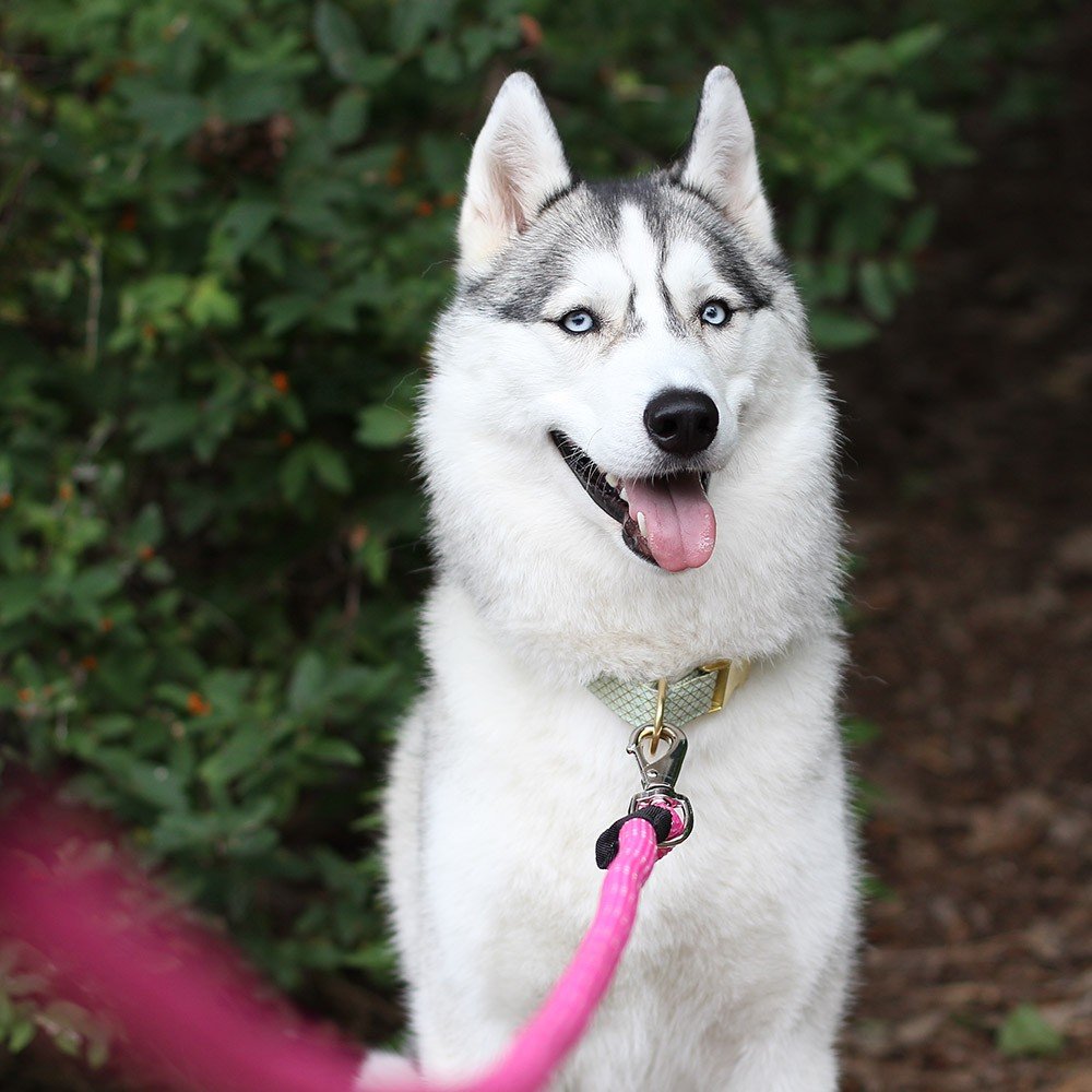 Zippypaws Climbers Dog Leash - Teal 6 Feet