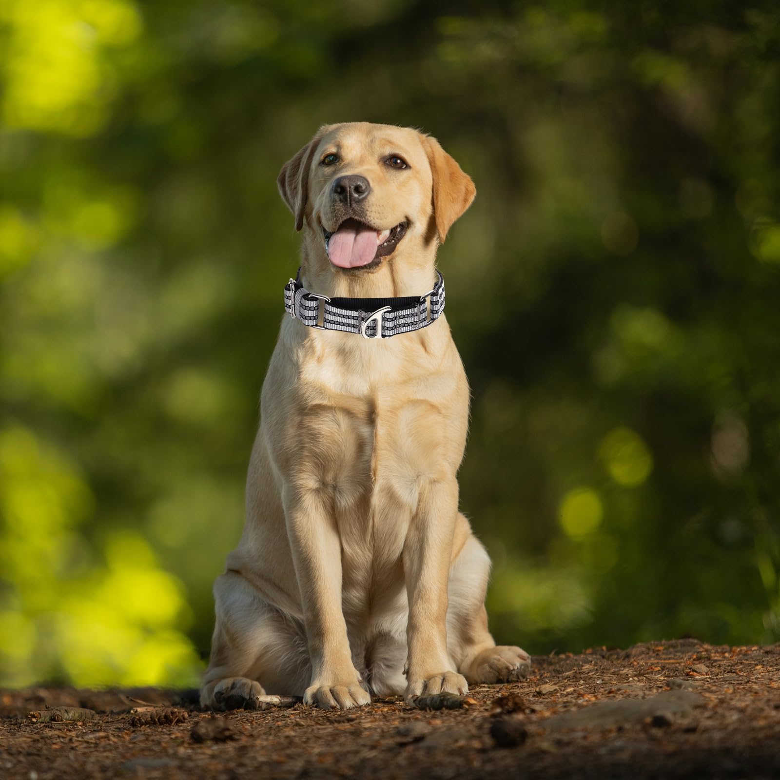 Reflective Martingale Collar For Medium Dogs With No Buckle Adjustable Training, Walking, Hunting No Slip Collars, (Sliver M)