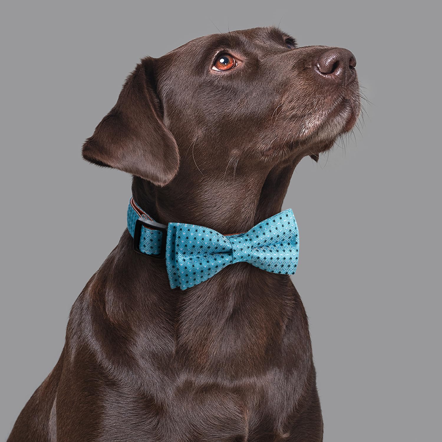 Rhea Rose Bow Tie Dog Collar Checkered Pattern Sky Blue with Bowtie for Boy Girl Dogs Small