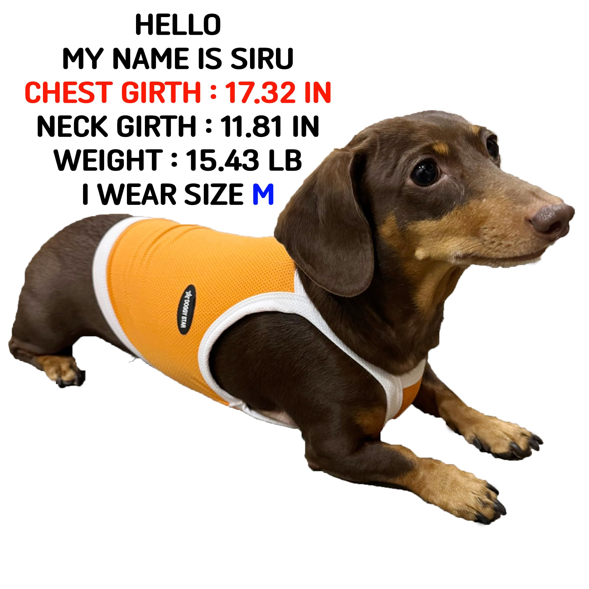 D Doggy Star Dachshund Clothes Spring Summer Cooling String T Shirt Crop Top For Dogs (M,Camisole Orange)