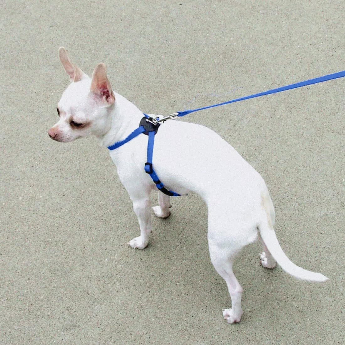 Coastal Pet Size Right Adjustable Dog Harness - Small & Big Dog Harness - Comfortable Dog Training Harness - Includes Snap-Lock Buckle - Quality Dog Supplies - Blue, 5/8' X 18-24'