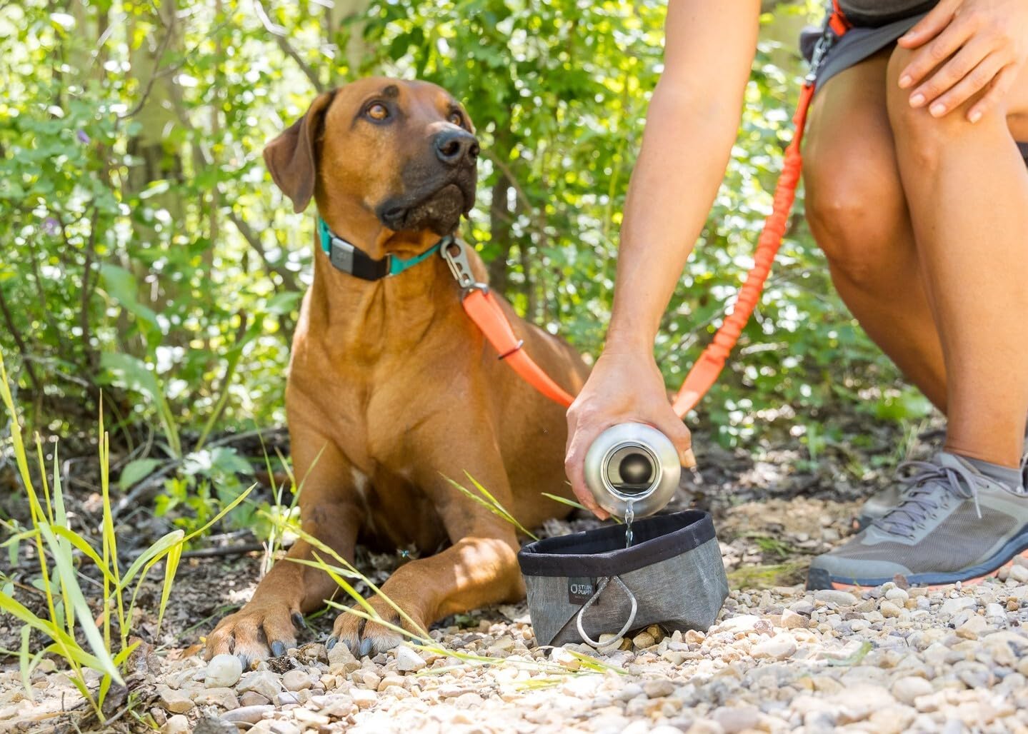 Stunt Puppy Dog Collar, Fi Series 3 Ready, All Are Welcome Here, Large - Compatible With Fi Gps Device (Not Included)
