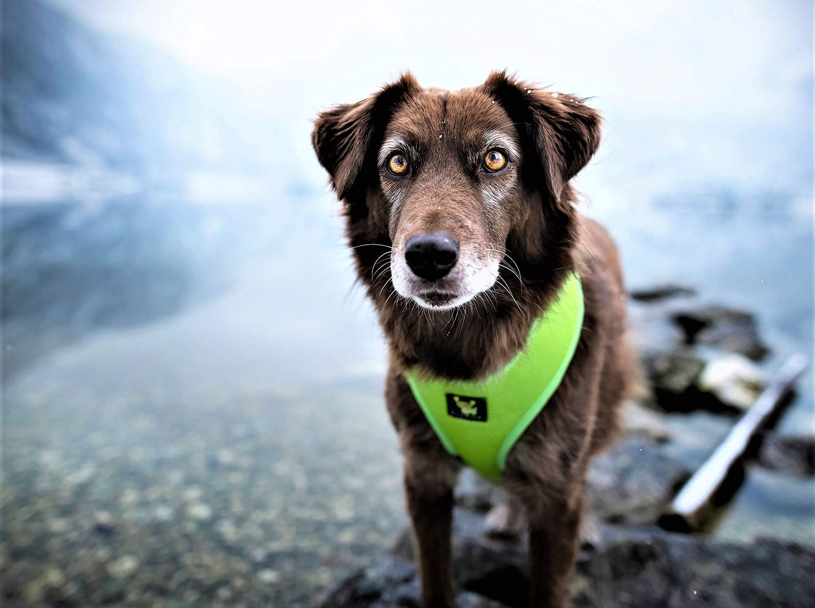 Ecobark Dog Harness - Luxurious Soft Mesh - Eco-Friendly Over The Head Vest Harness - No Pull & No Choke Design - Padded Breathable Body Halter - Large Puppies & Medium Breeds (Green, Xl)