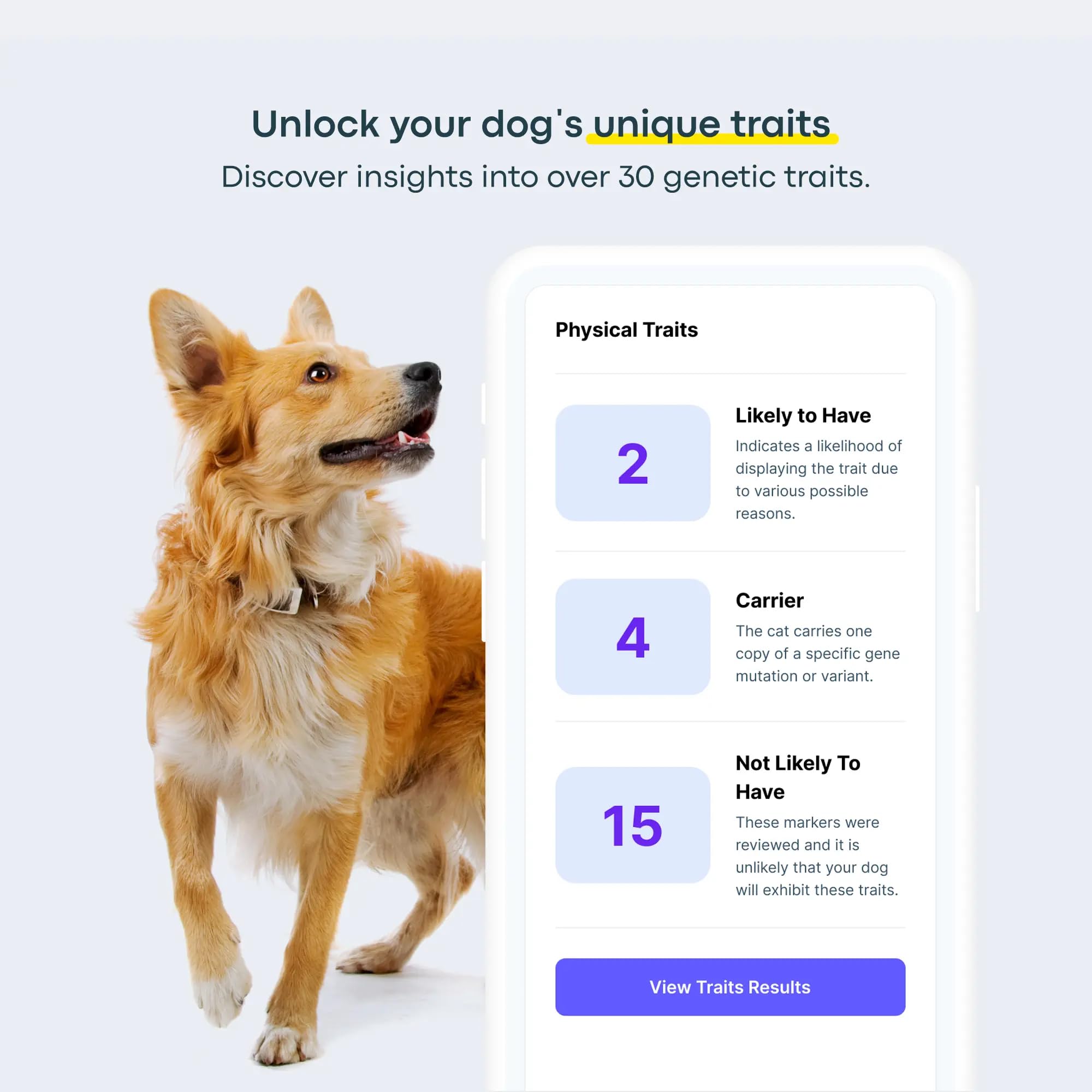 Basepaws Dog DNA Testing Kit - 300+ Breeds, 280+ Health Risks, Mixed Breed Identification, Canine Genetic Ancestry, Model DNAKIT