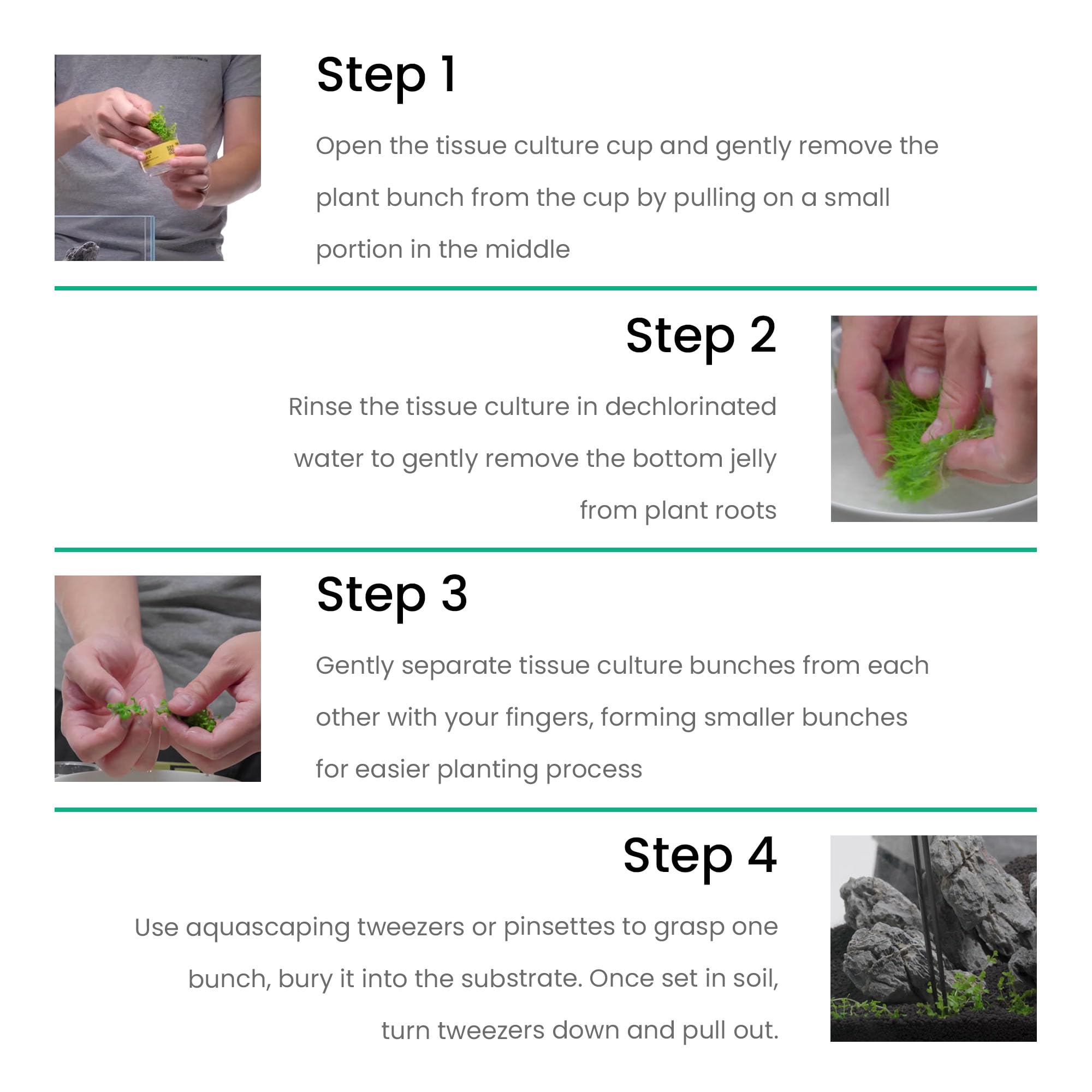 Ultum Nature Systems Cryptocoryne Beckettii Water Trumpet Tissue Culture Live Plant for Aquarium, Aquascape, Freshwater Fish Tan