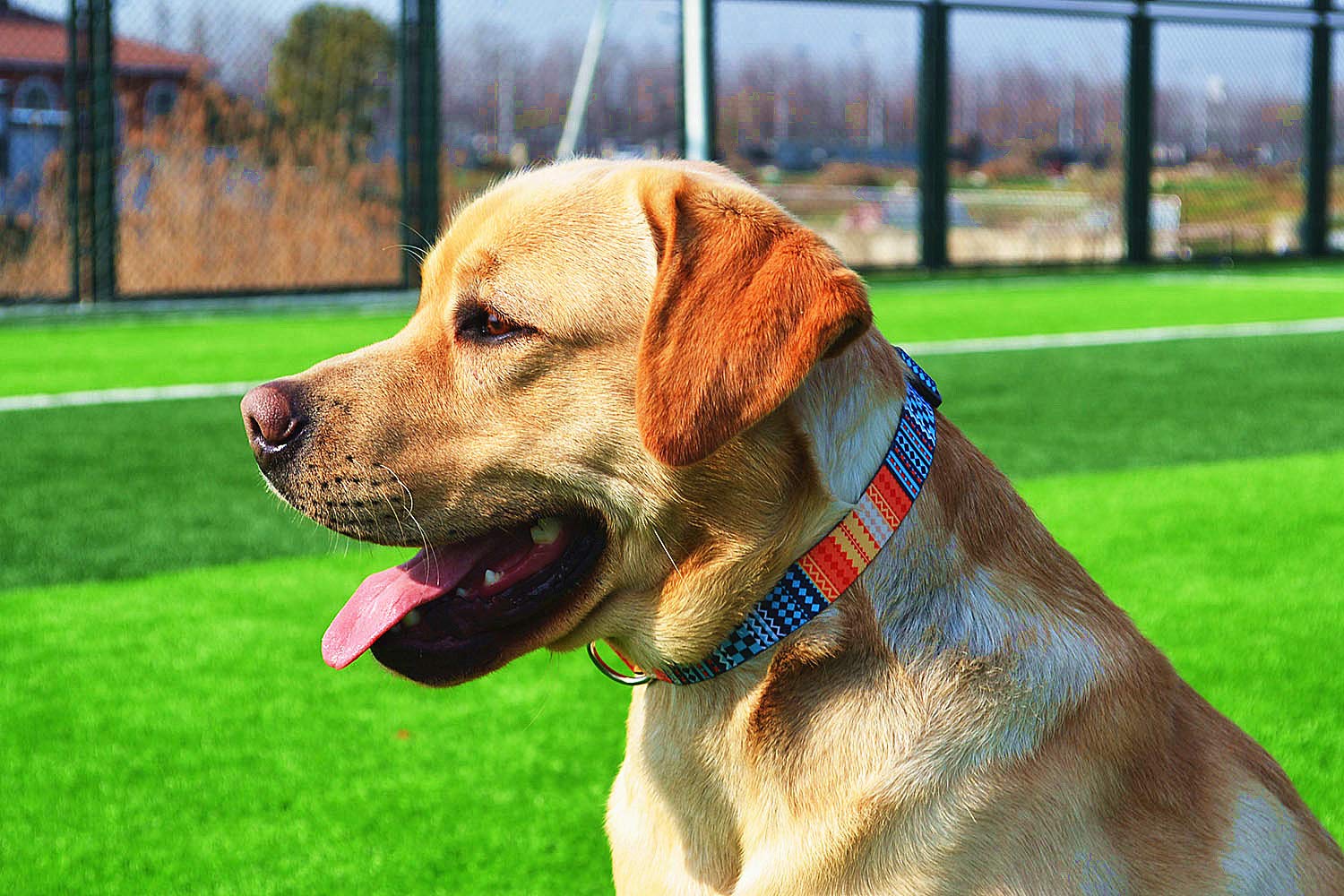 Mihqy Dog Collar With Bohemia Floral Tribal Geometric Patterns - Soft Ethnic Style Collar Adjustable For Small Medium Large Dogs (Bohemian Orange,Xs)