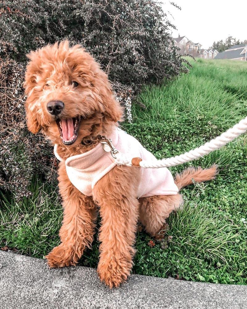 Gooby Fleece Vest Dog Sweater - Lavender, X-Large - Warm Pullover Fleece Dog Jacket With O-Ring Leash - Winter Small Dog Sweater