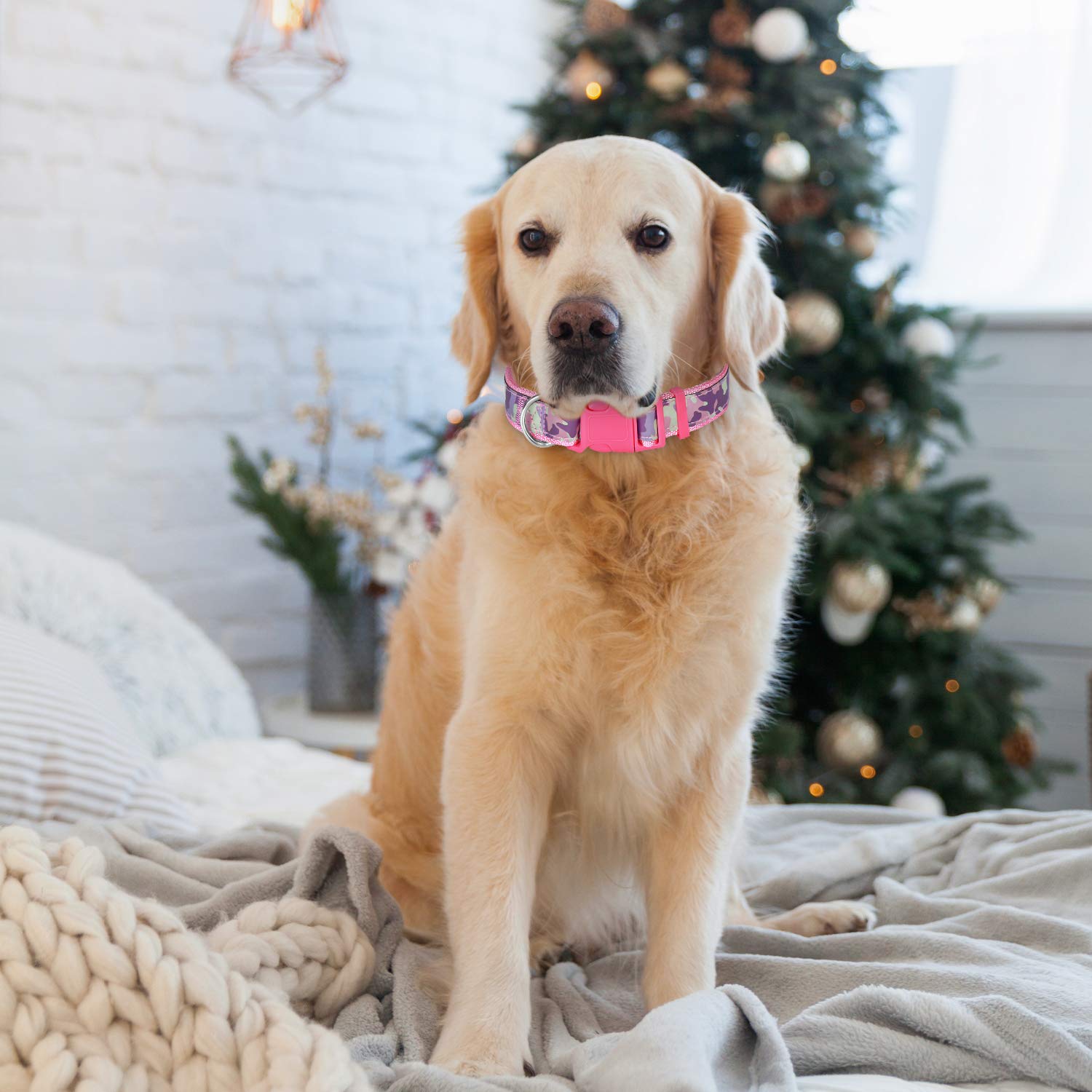 CBBPET Breathable Dog Collar,Cute Dog Collar,Adjustable Nylon Outdoor Adventure Pet Collar, Lightweight,2 Sizes