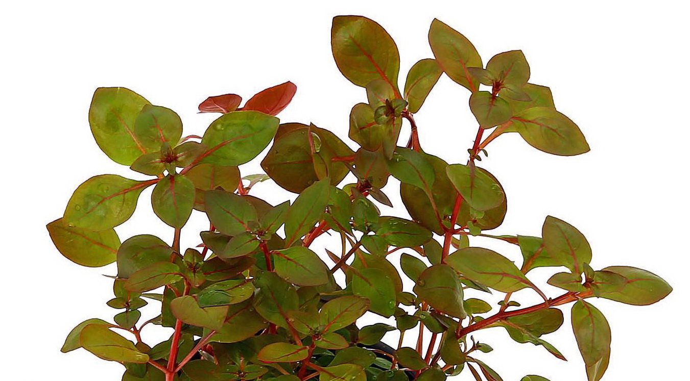New Ludwigia sp. Mini Super Red Live Aquarium Freshwater Plants Rare Repens Rubin