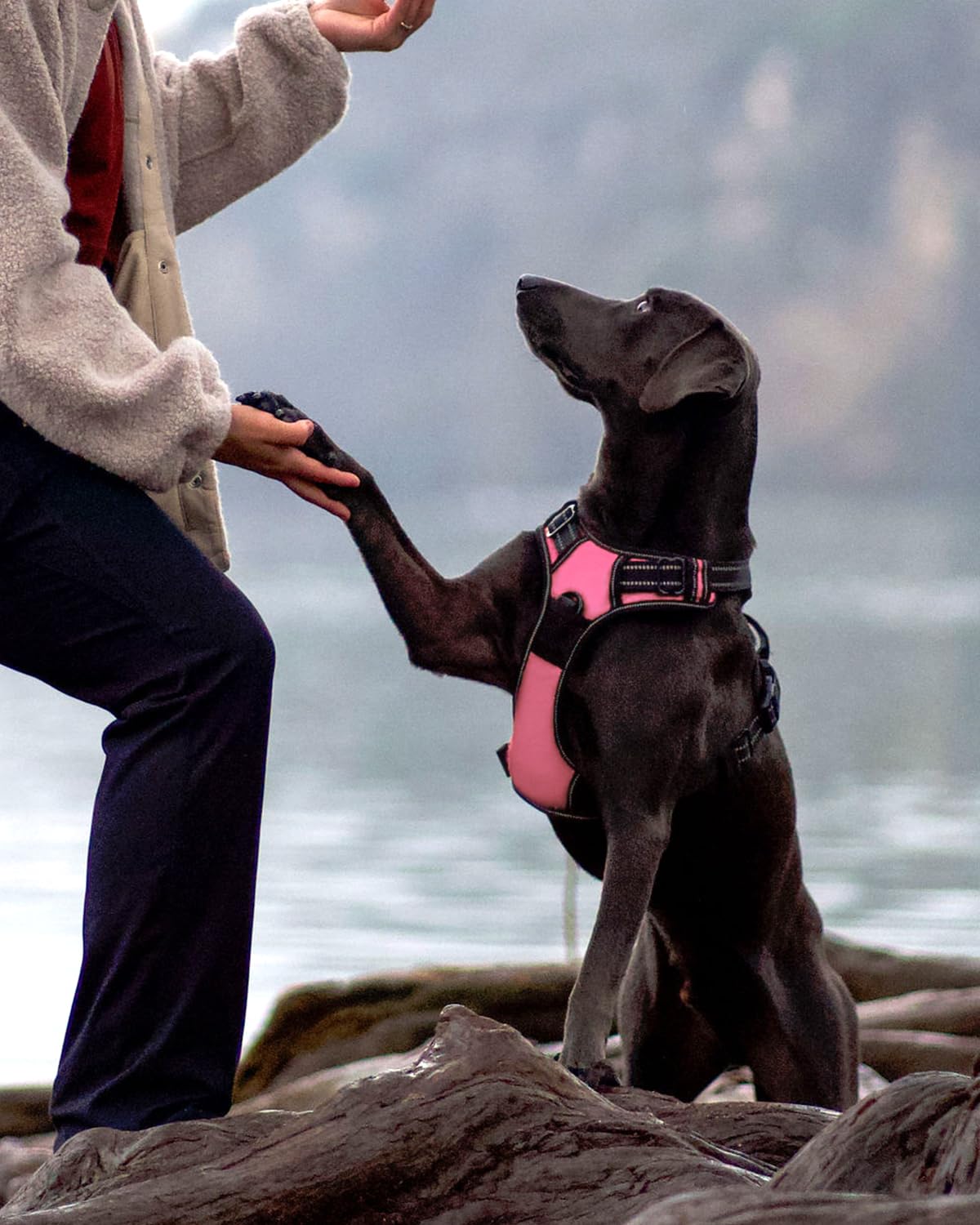 Joytale No Pull Dog Harness For Large Dogs, Reflective Pet Vest With Front Clip, Adjustable Soft Padded Harnesses With Easy Cont