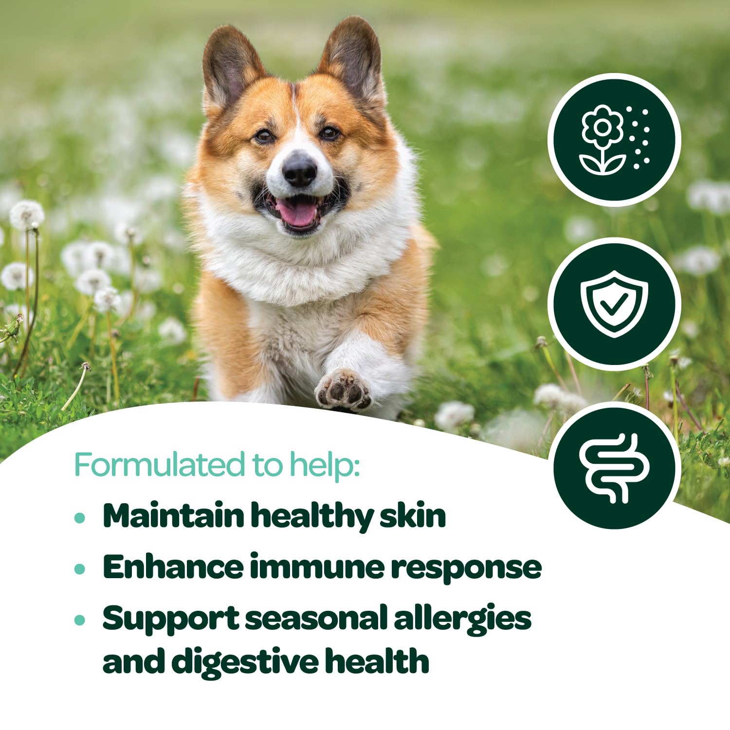 Dog Allergy Chews with Probiotics | Seasonal Allergy Chews for Dogs with Wild Alaskan Salmon Oil & Colostrum | Environmental Dog