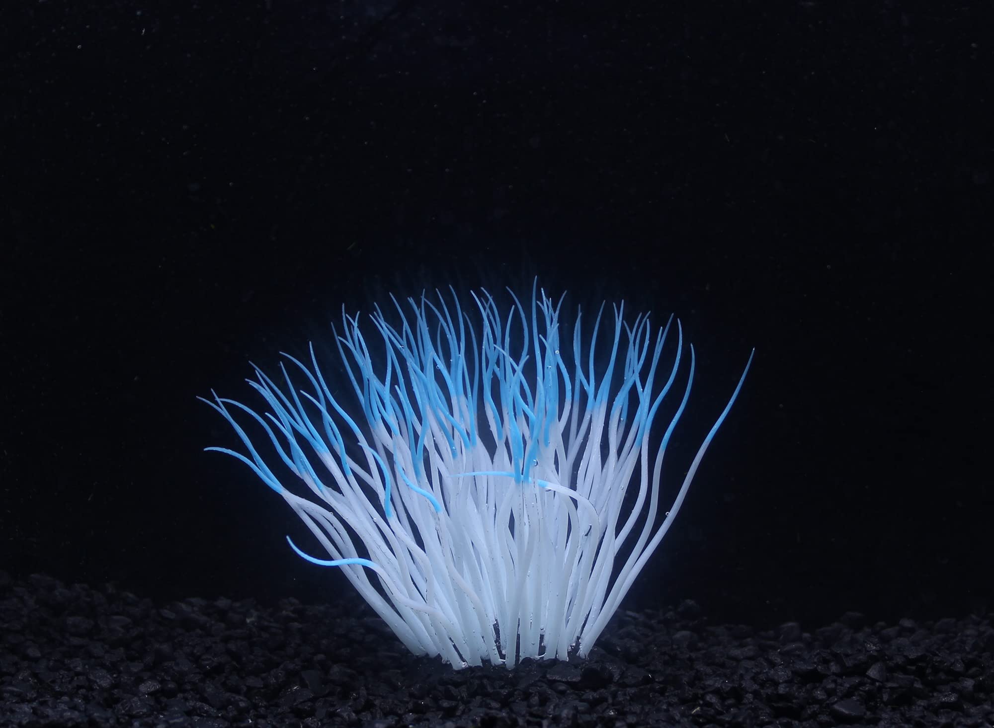 Penn-Plax Aquaplants Artificial Soft Silicone Sea Anemone Aquarium Plant Blue, 1Ea/One Size - Pds-030172102462