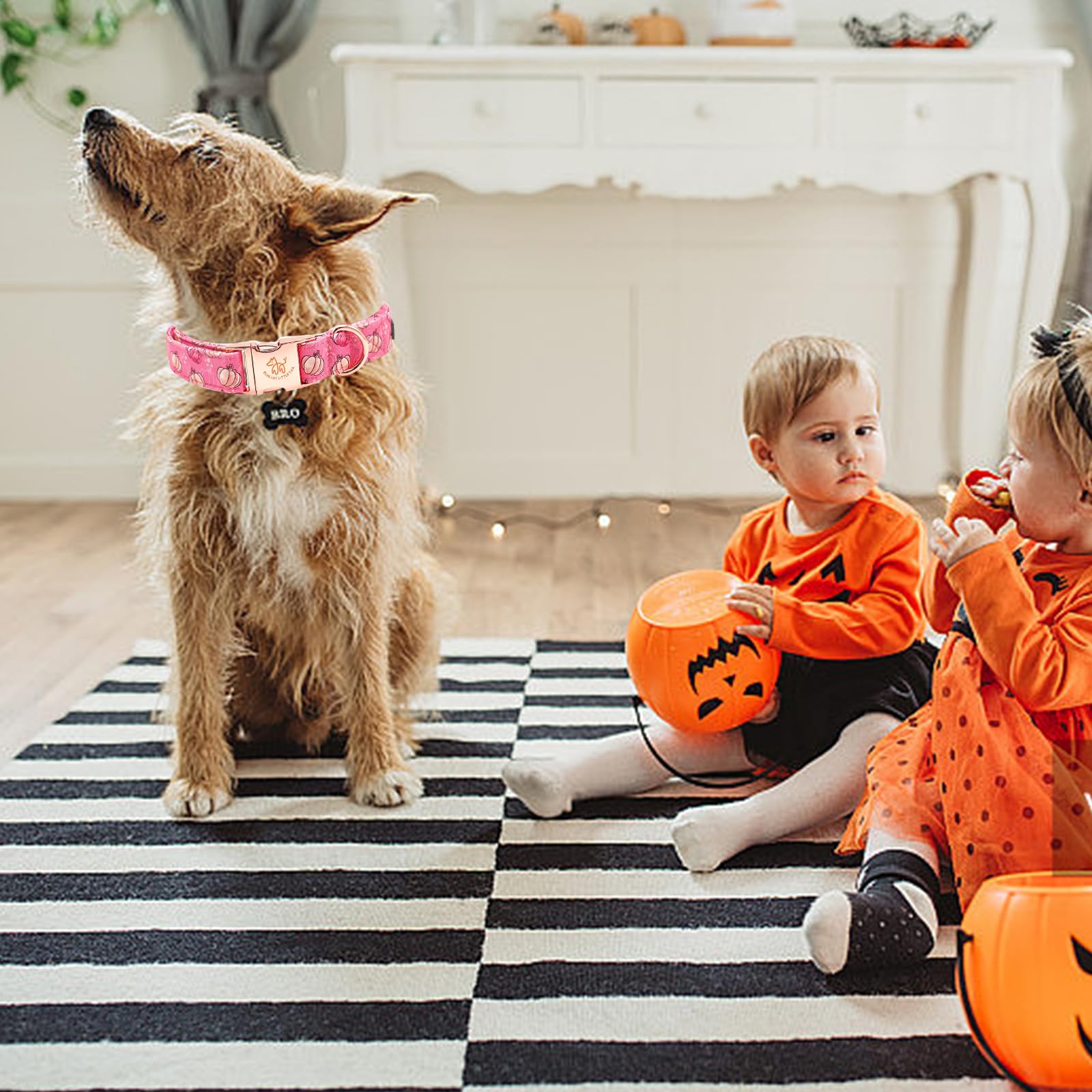 Elegant Little Tail Pumpkin Print Cotton Dog Collar With Metal Buckle For Medium Dogs