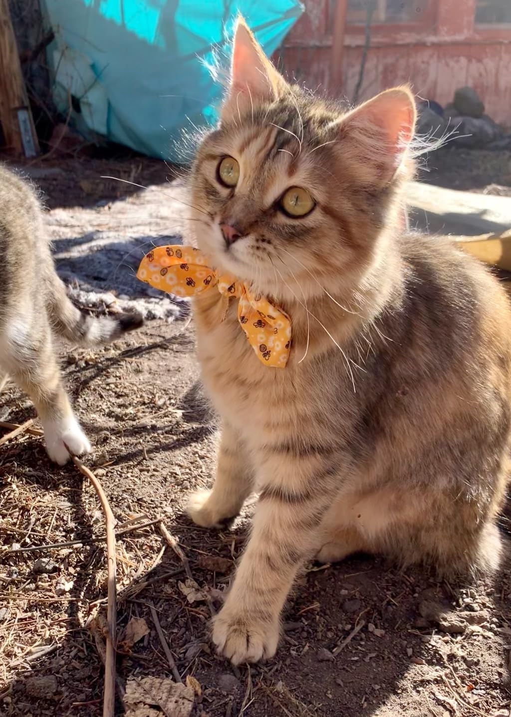Yudote Bowtie Cat Collar With Bell 2 Pack Stylish Breakaway Kitten Collars With Removeable Bowknot,Yellow Bee & Pink Strawberry