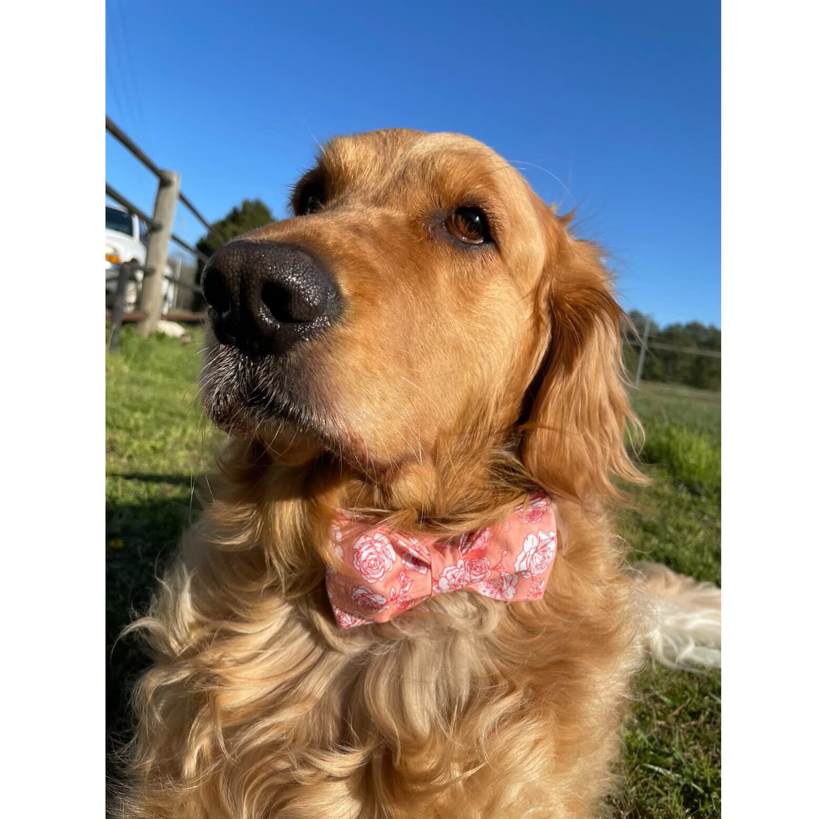 Lionheart Glory X-Large Pink Dog Collar with Bowtie for Valentine's Day