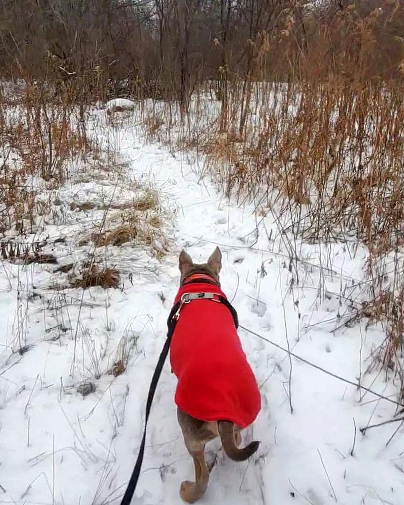 Gooby Stretch Fleece Vest Dog Sweater - Red, 6X-Large - Warm Pullover Super Stretchy Fleece Dog Jacket for Small to Large Dogs